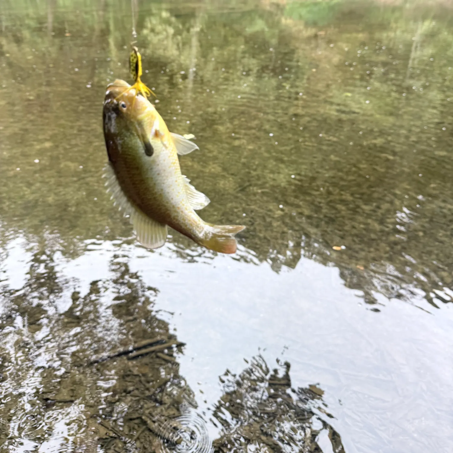 Bluegill caught on Fishbrain