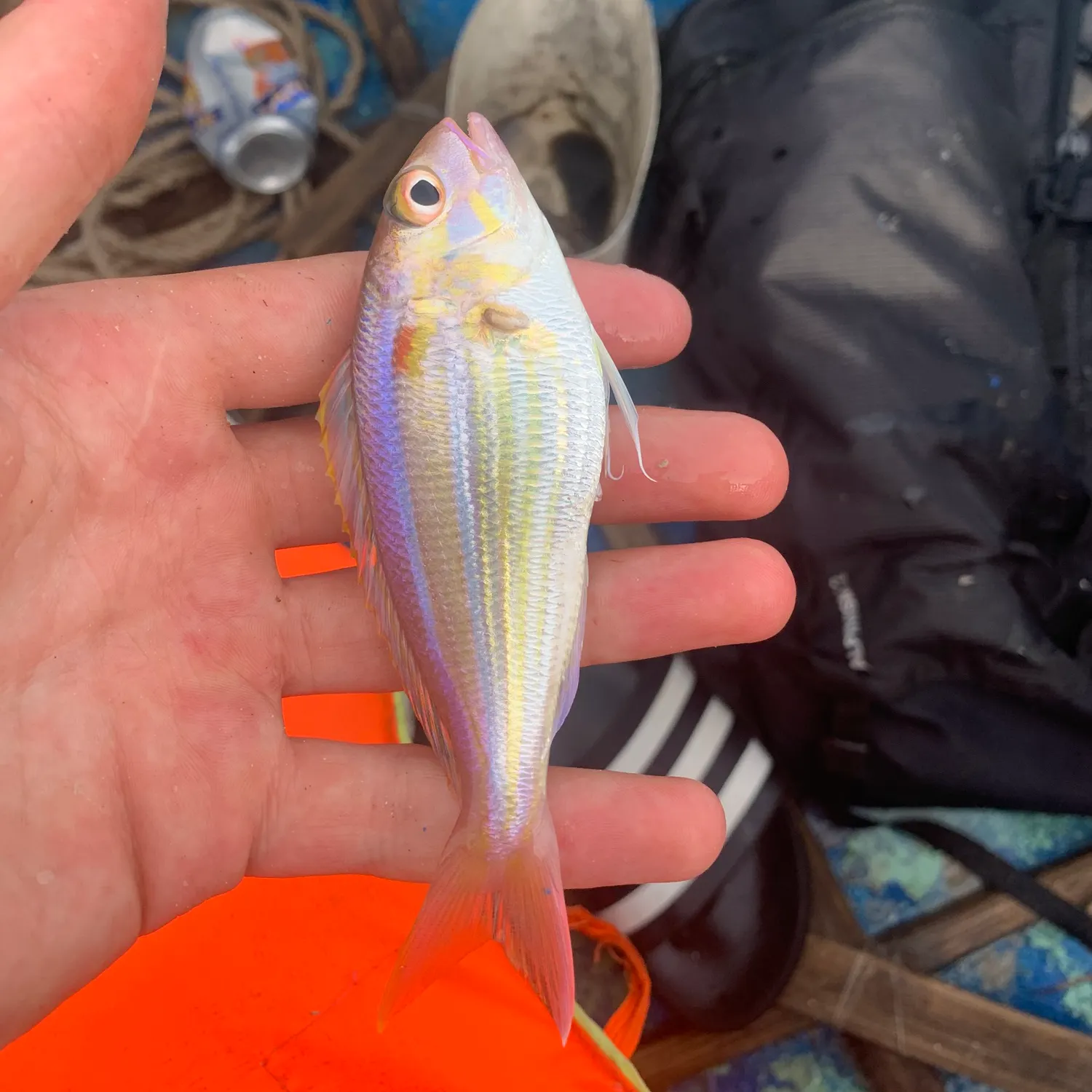 The most recent Yellow-tipped threadfin bream catches on Fishbrain