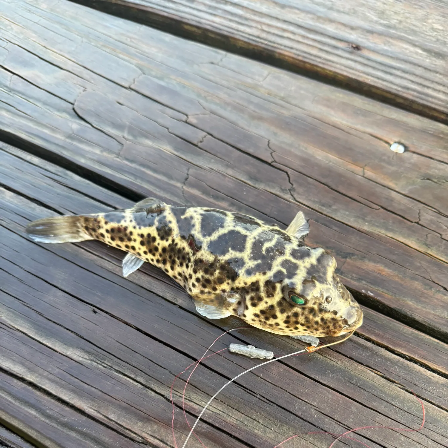 The most recent White-spotted puffer catches on Fishbrain