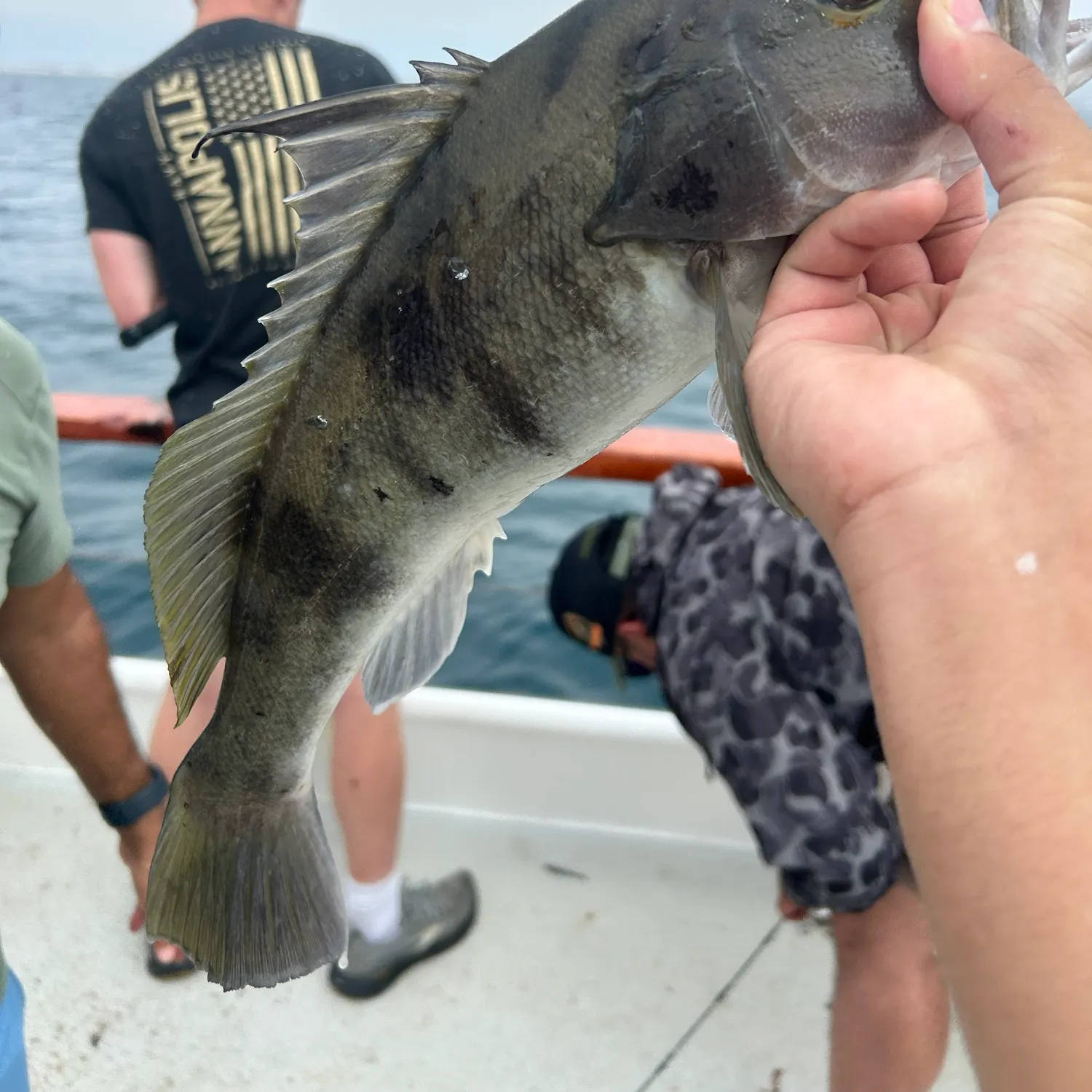 The most recent Barred sand bass catches on Fishbrain
