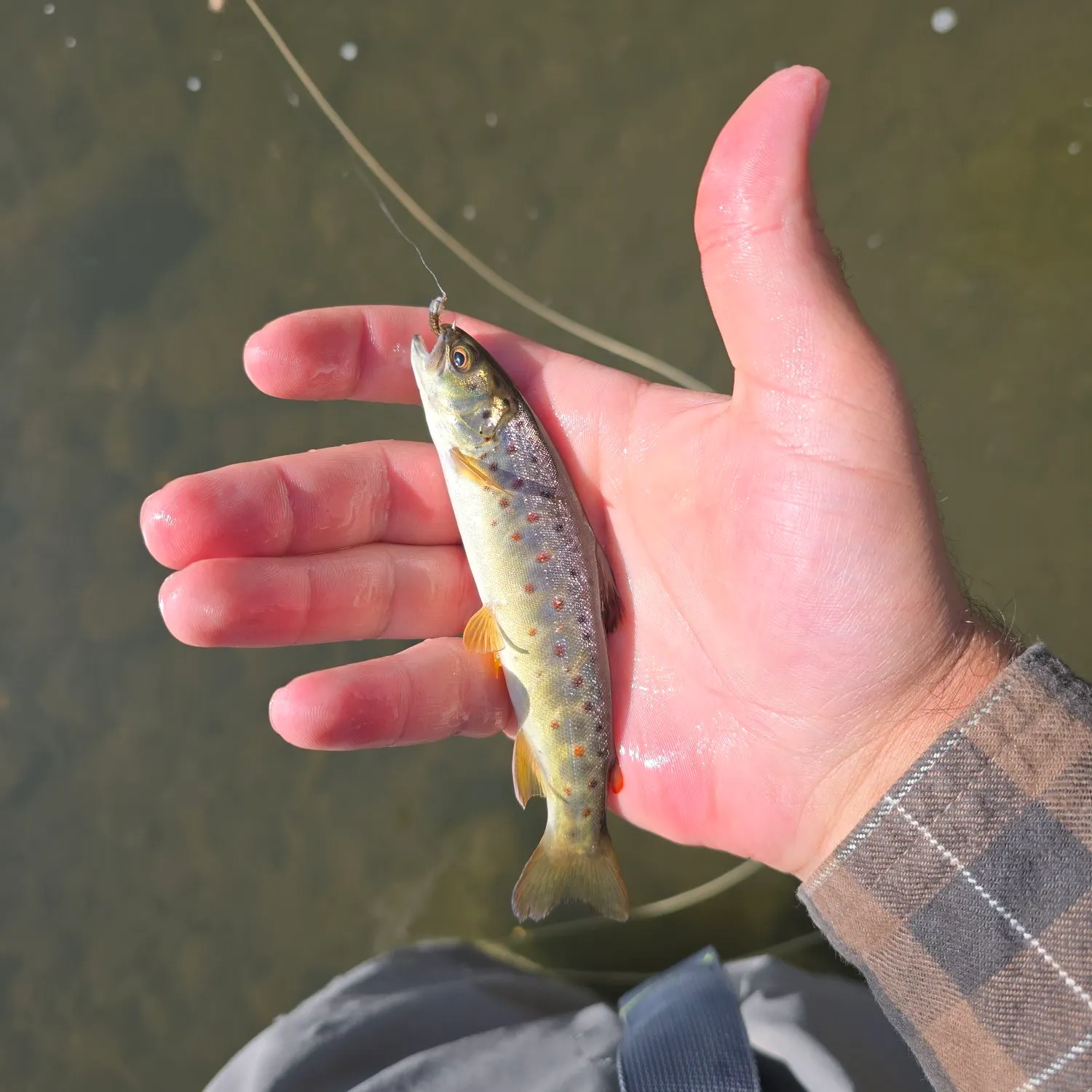 Brown trout caught on Fishbrain