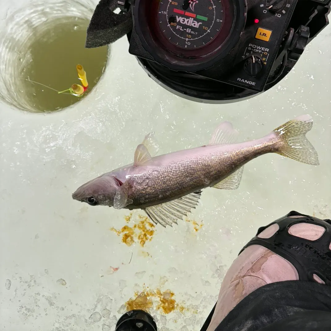 Walleye caught on Fishbrain