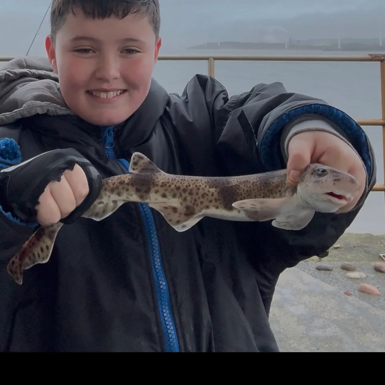 The most recent Lesser spotted dogfish catches on Fishbrain