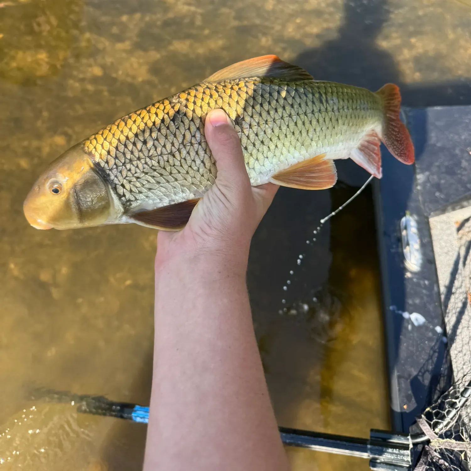 The most recent Greater redhorse catches on Fishbrain