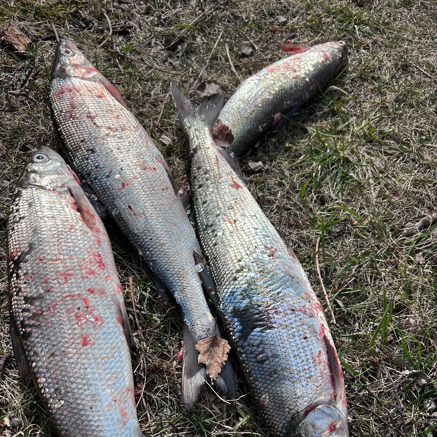 recently logged catches