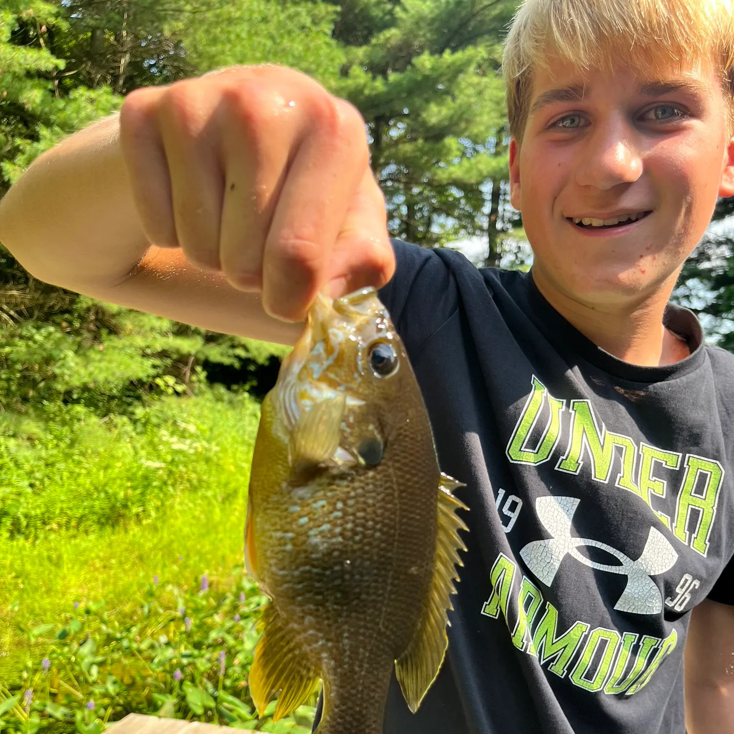 Greengill hybrid caught on Fishbrain