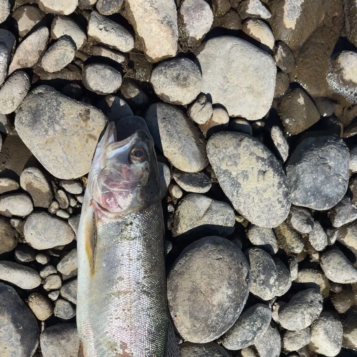 Steelhead caught on Fishbrain