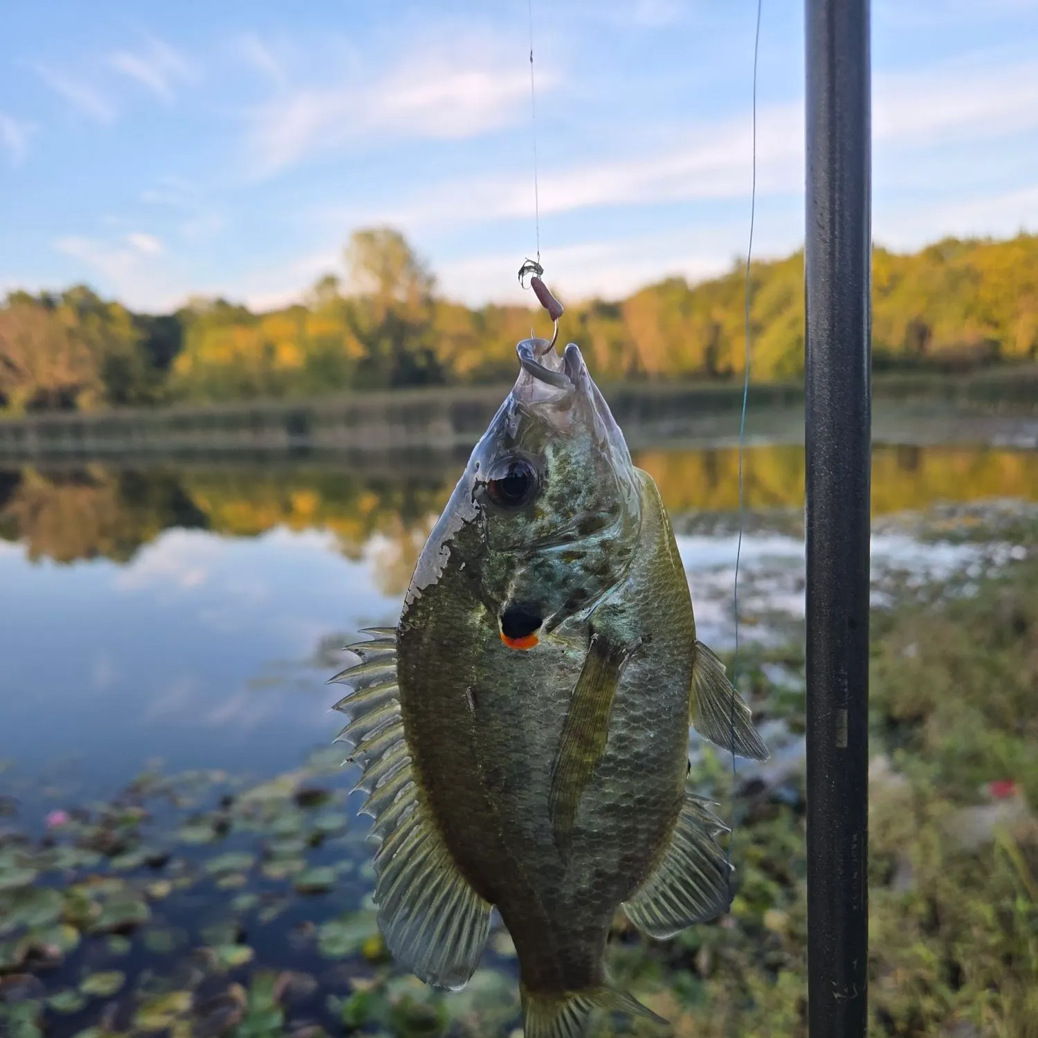 Redear sunfish caught on Fishbrain