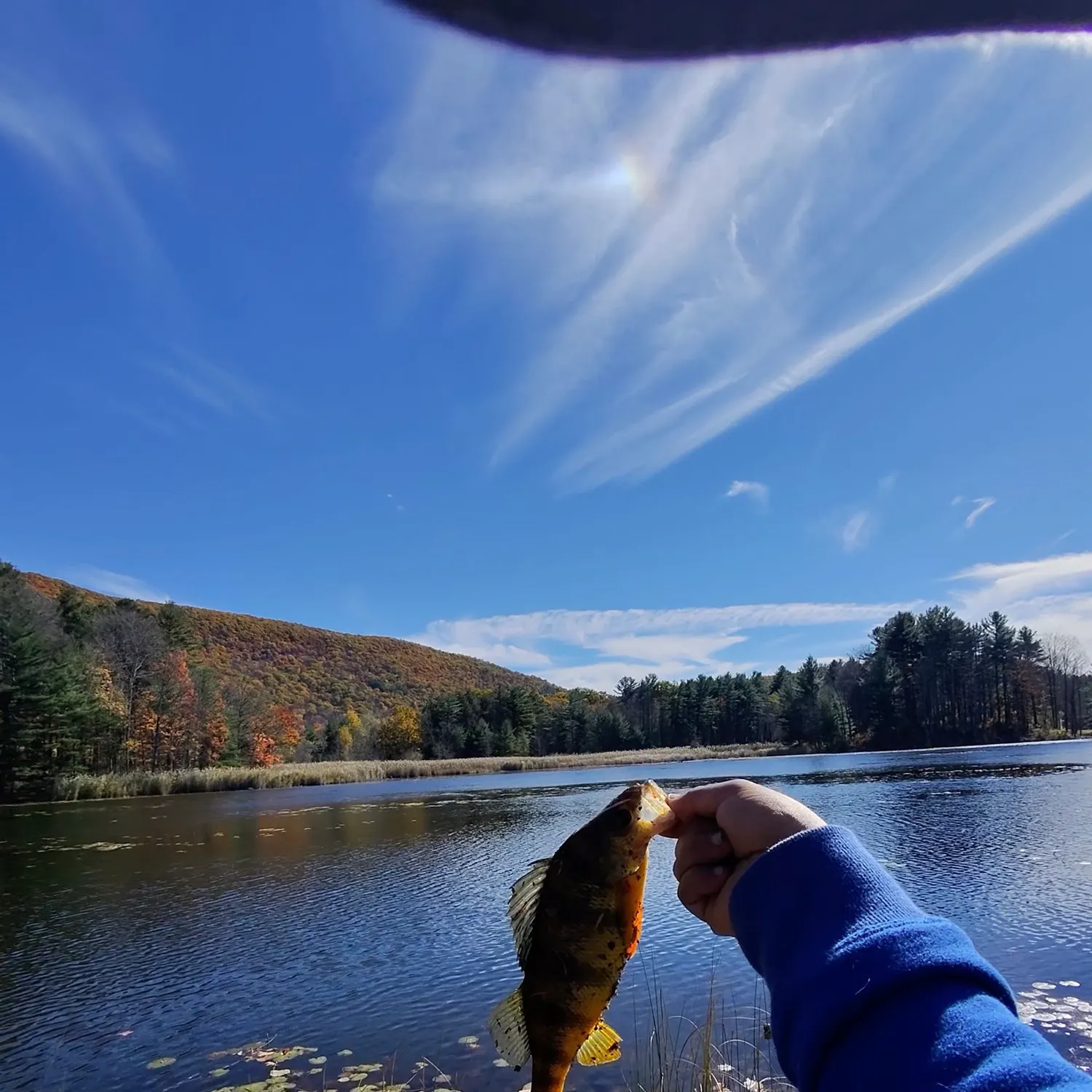 Yellow perch caught on Fishbrain