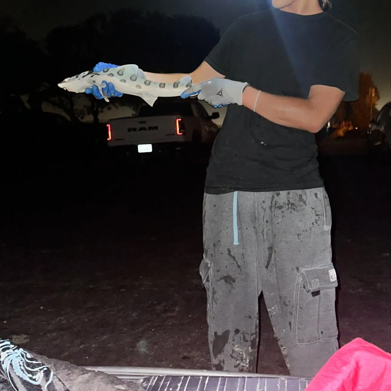 Leopard shark caught on Fishbrain