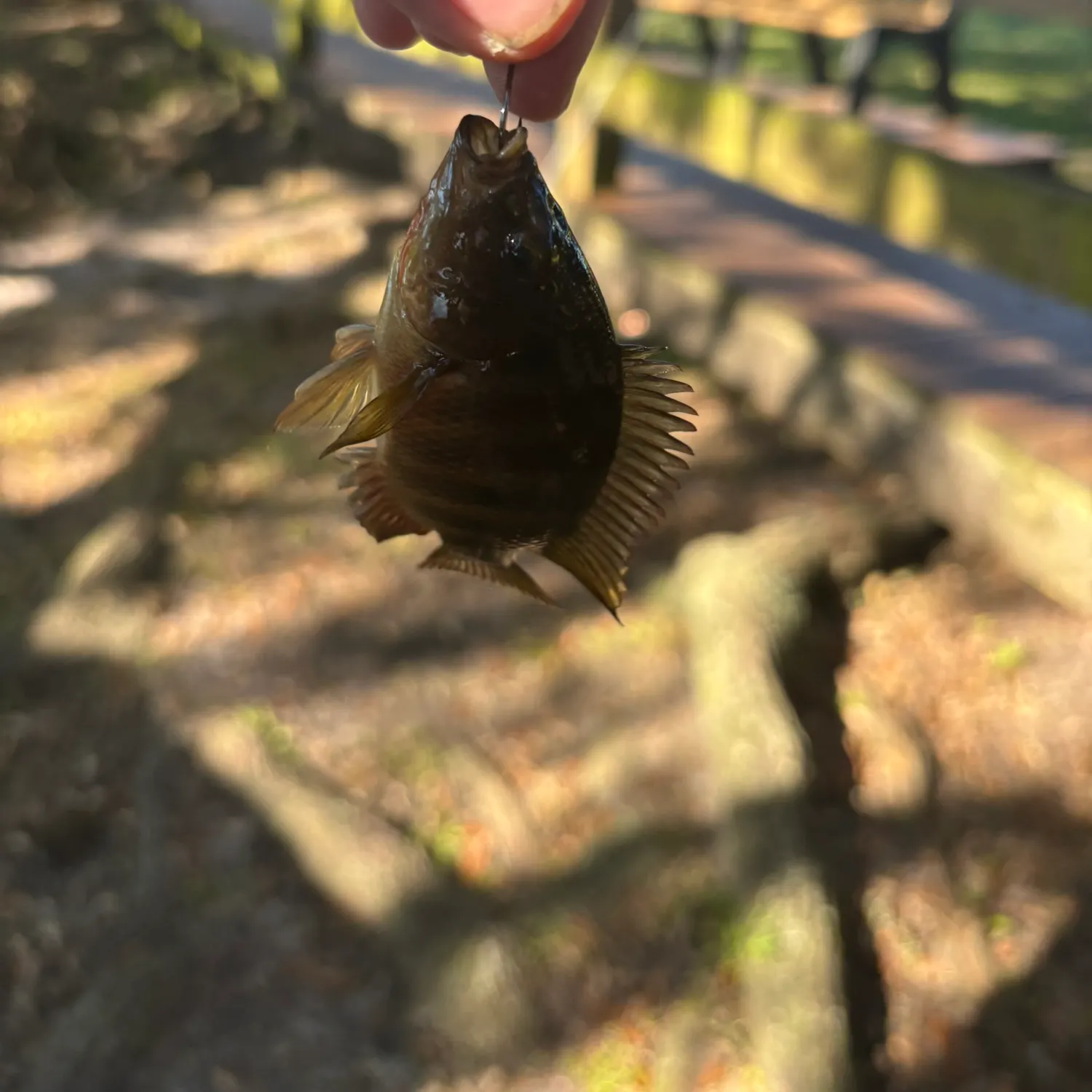 Mayan cichlid caught on Fishbrain