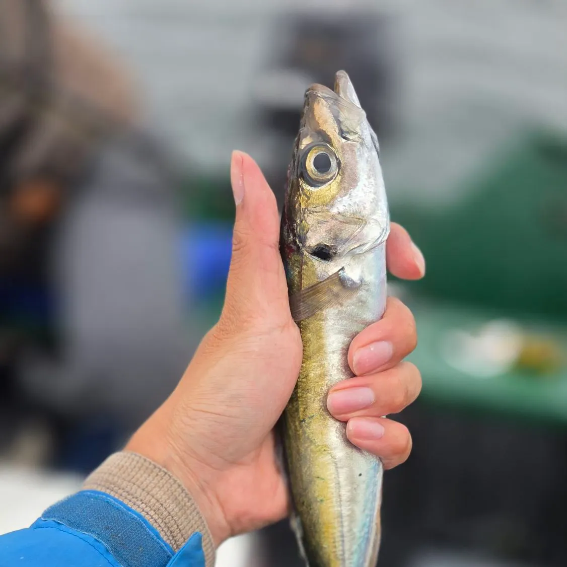 The most recent Pacific jack mackerel catches on Fishbrain