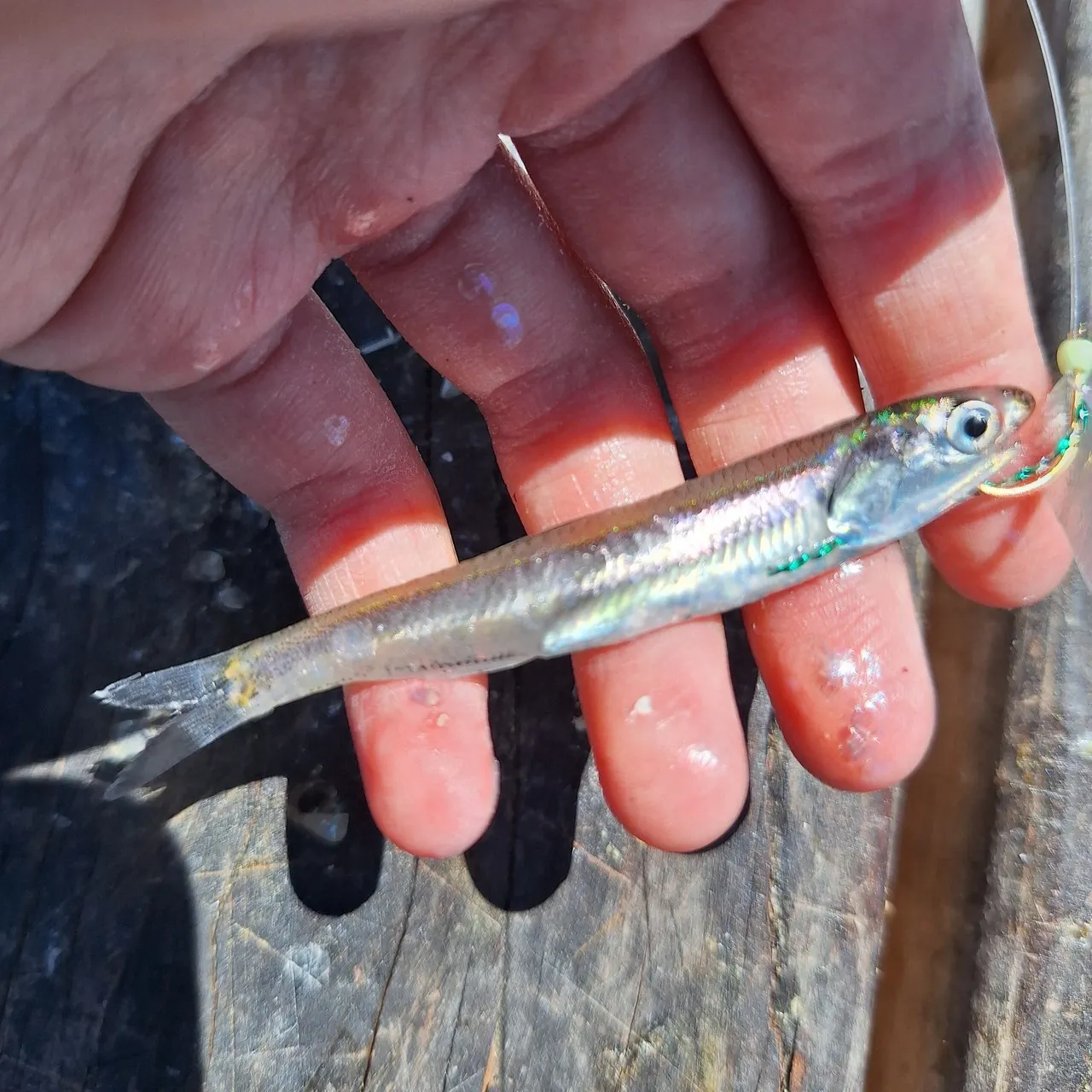The most recent Northern anchovy catches on Fishbrain