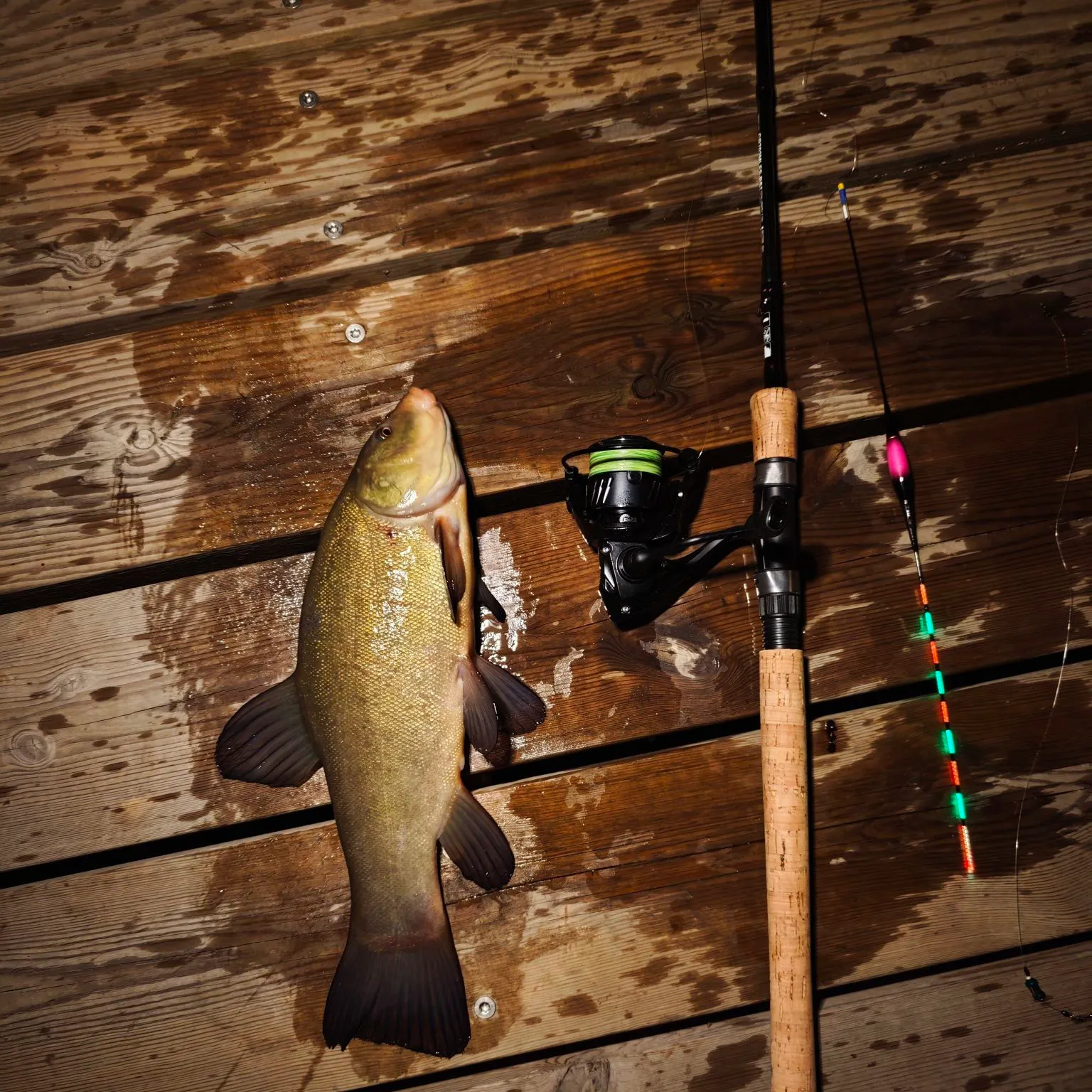 The most recent Tench catches on Fishbrain