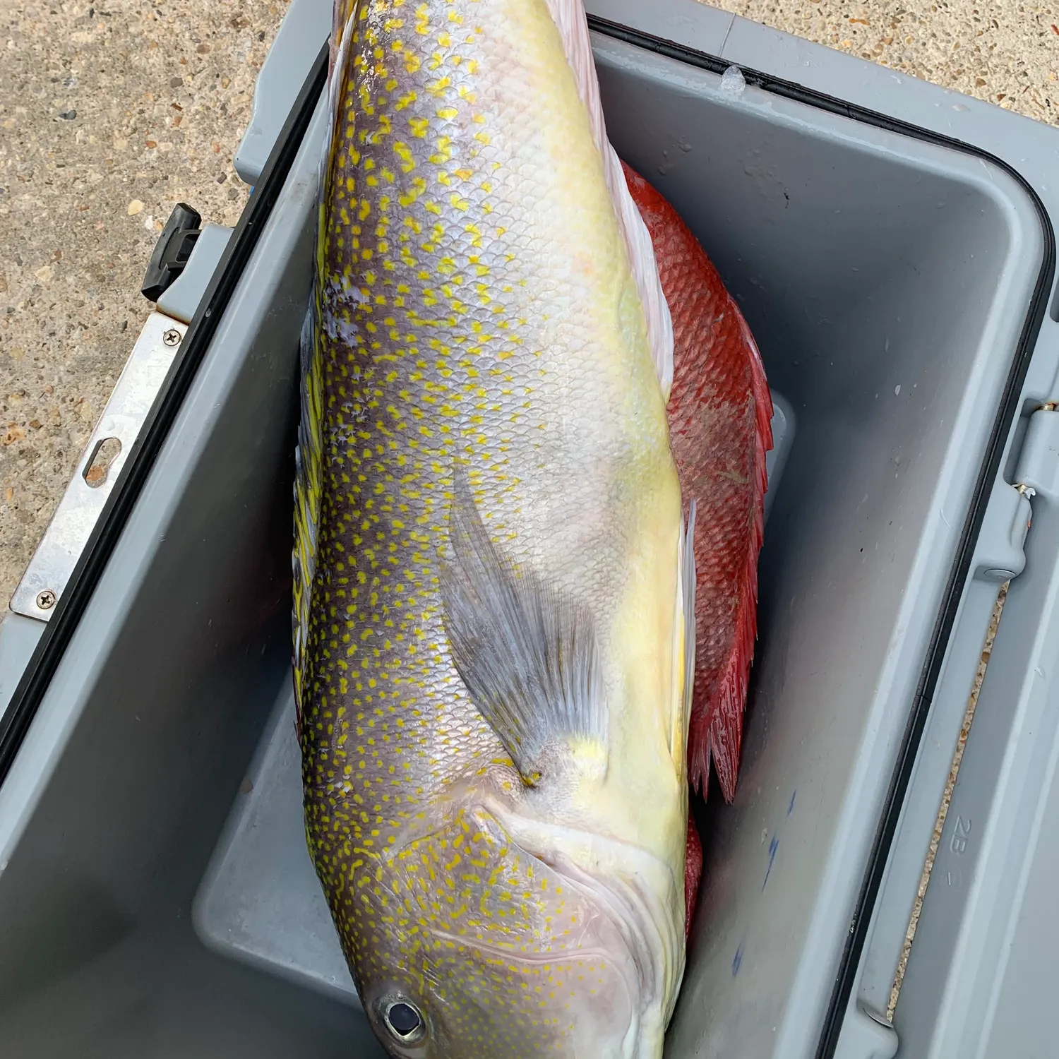 The most recent Great northern tilefish catches on Fishbrain