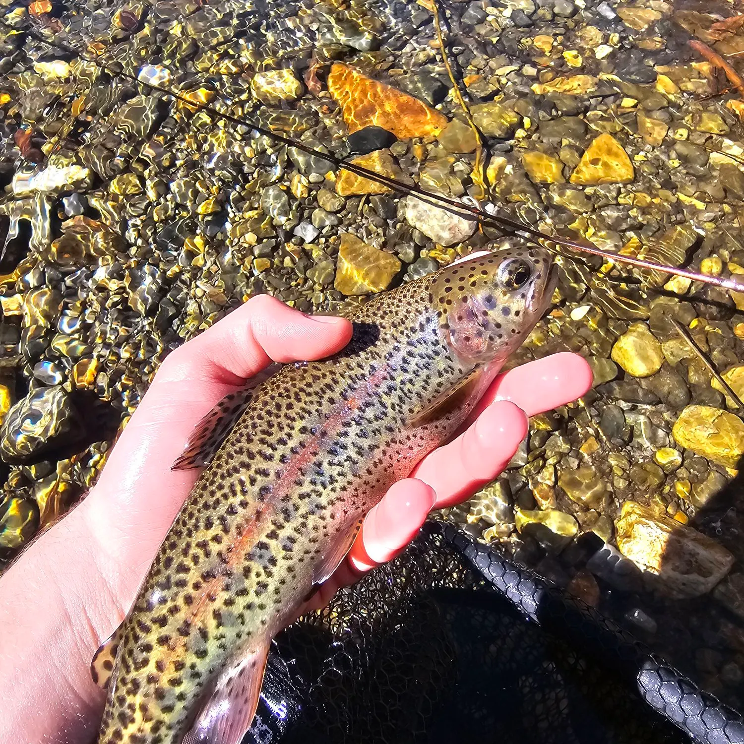 Rainbow trout caught on Fishbrain