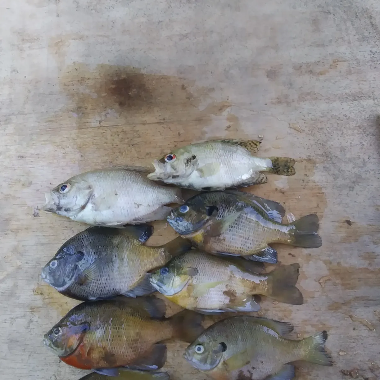 recently logged catches