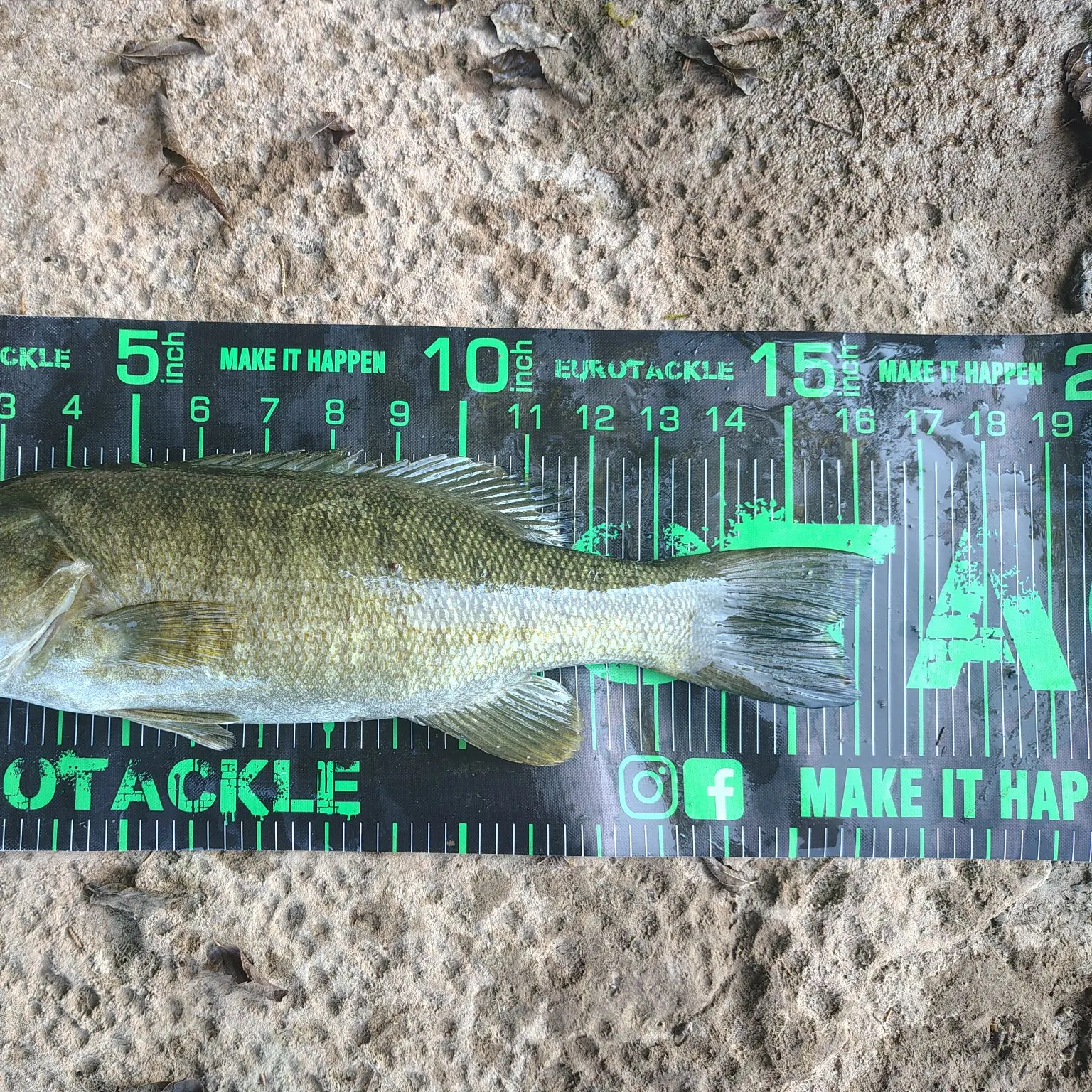 Smallmouth bass caught on Fishbrain