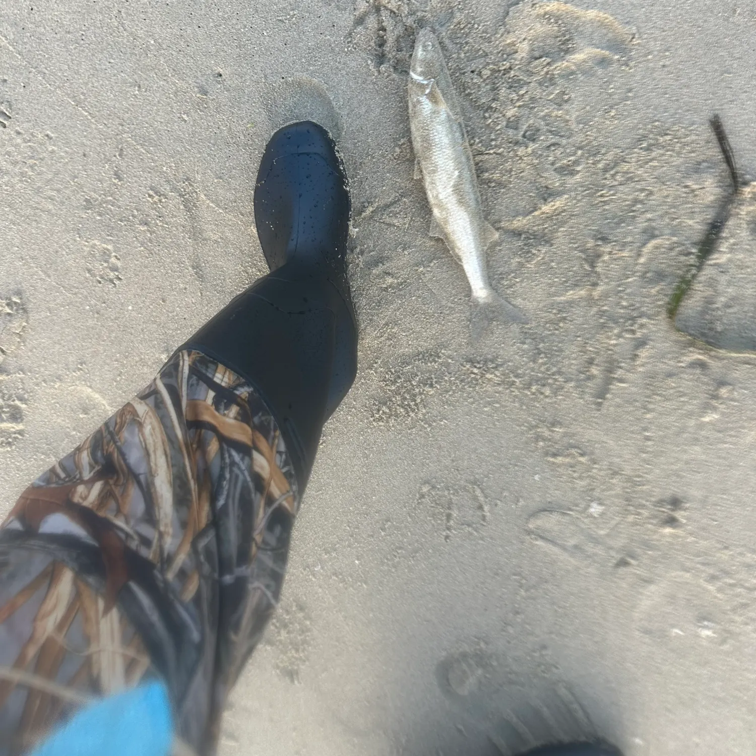 Jack silverside caught on Fishbrain