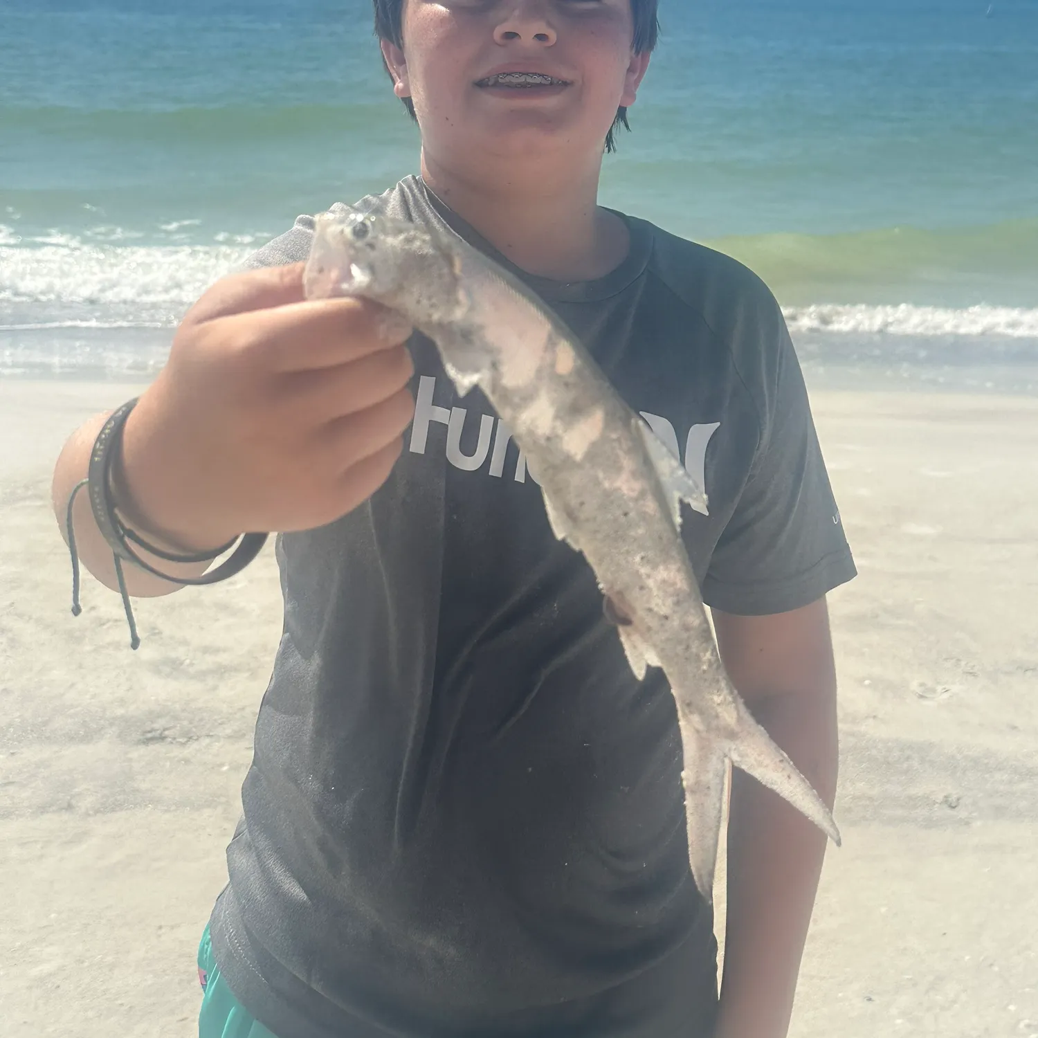 The most recent Ladyfish catches on Fishbrain