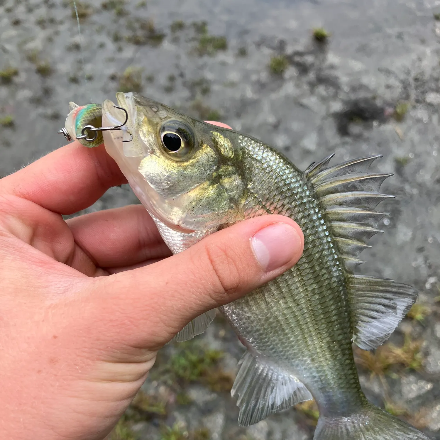 White perch caught on Fishbrain
