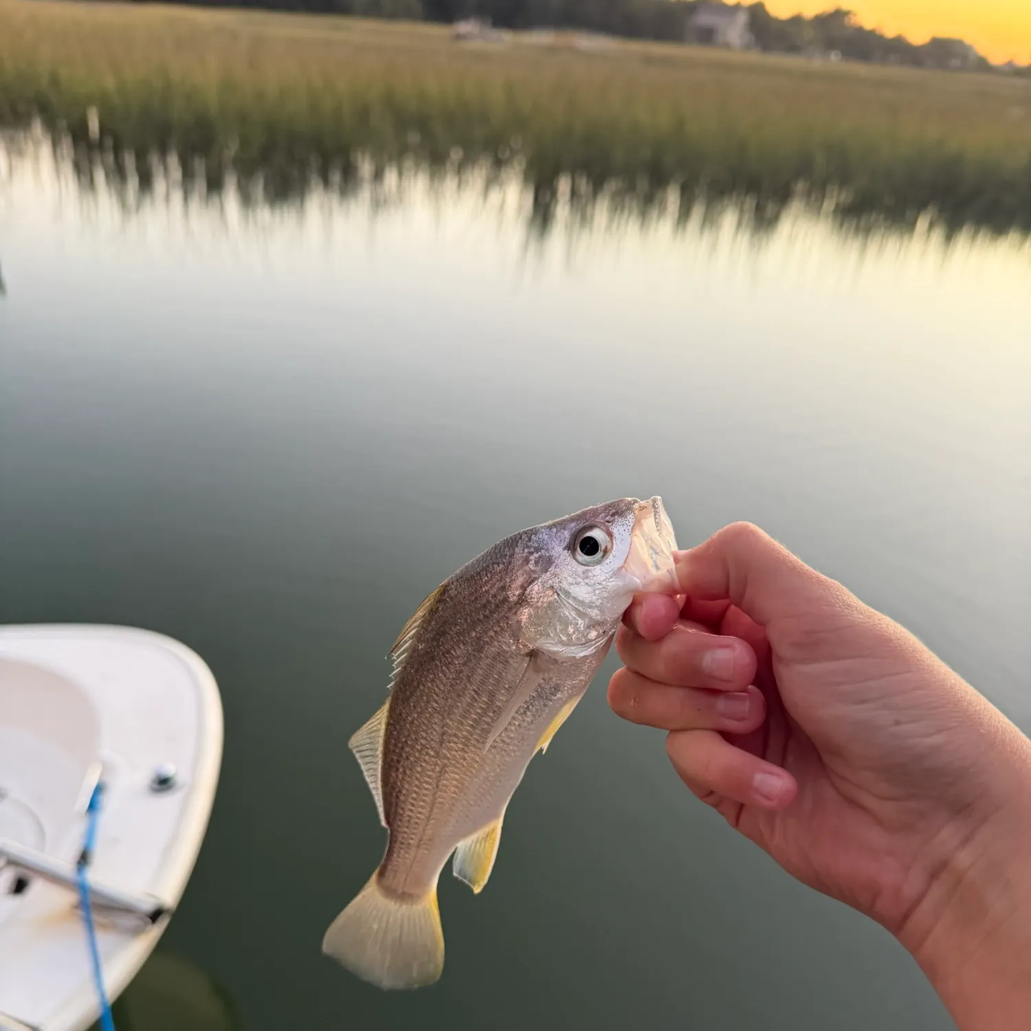 Silver perch caught on Fishbrain