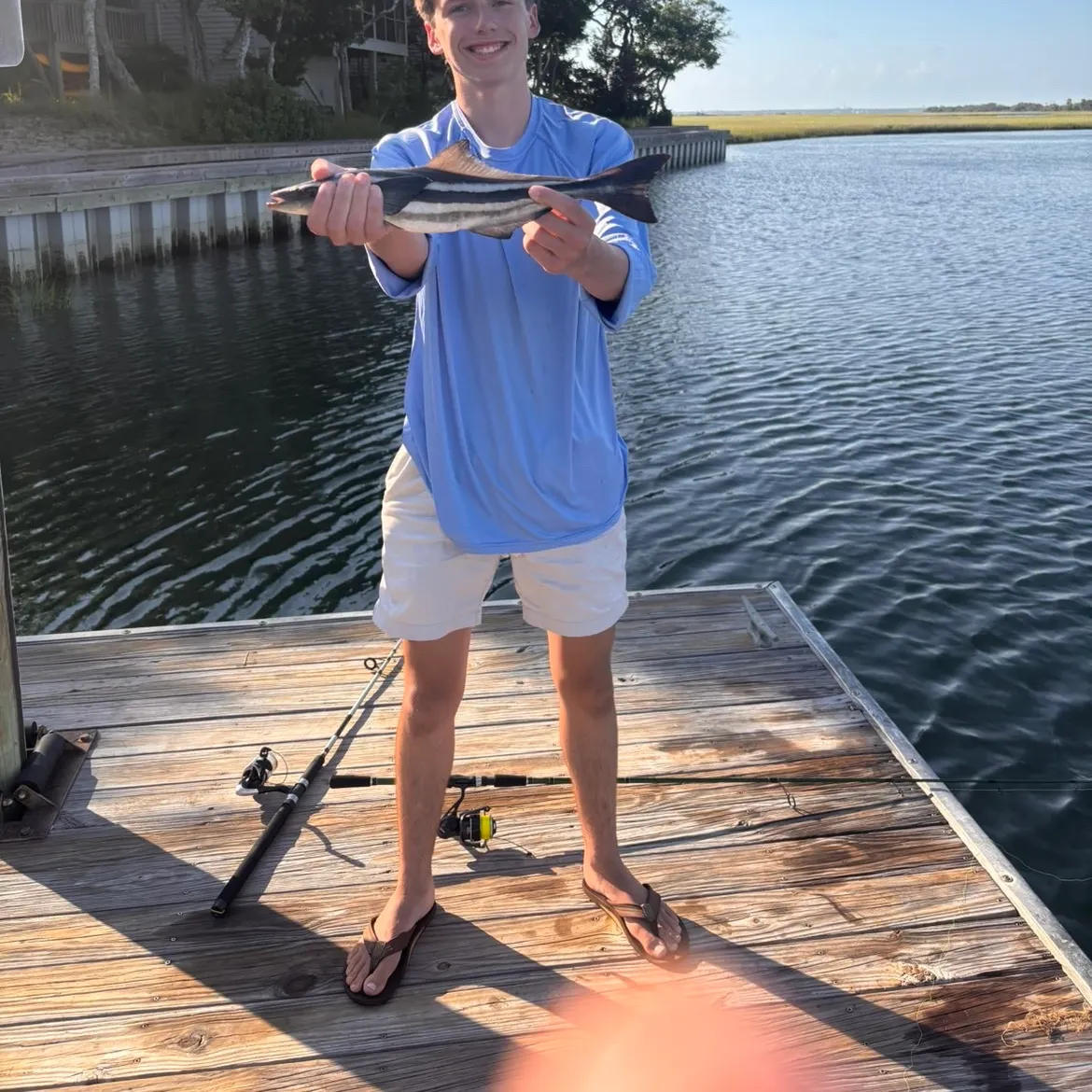 The most recent Cobia catches on Fishbrain