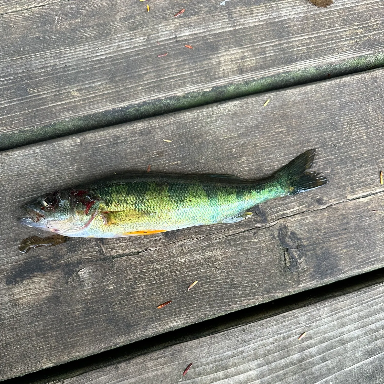 Yellow perch caught on Fishbrain