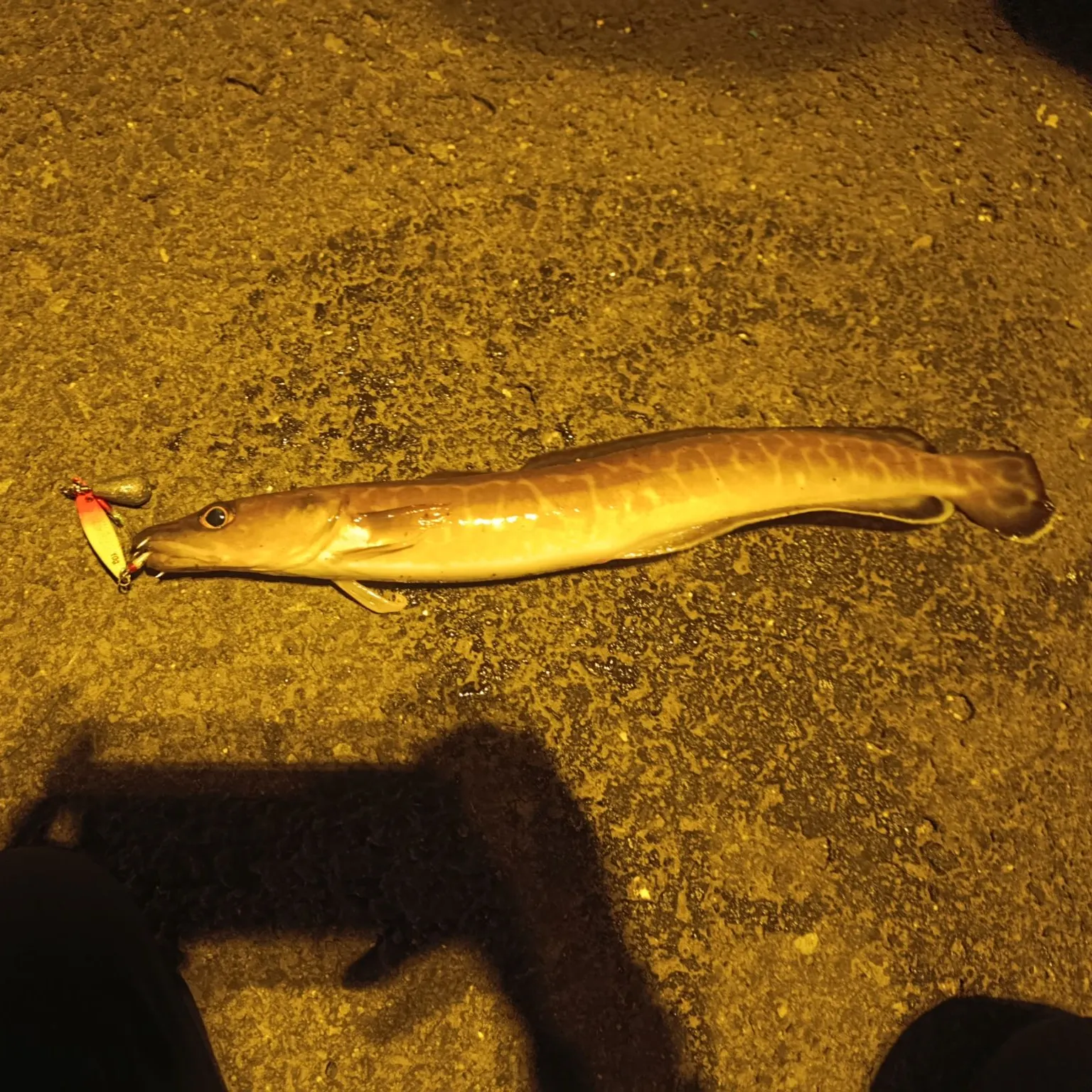 The most recent Common ling catches on Fishbrain