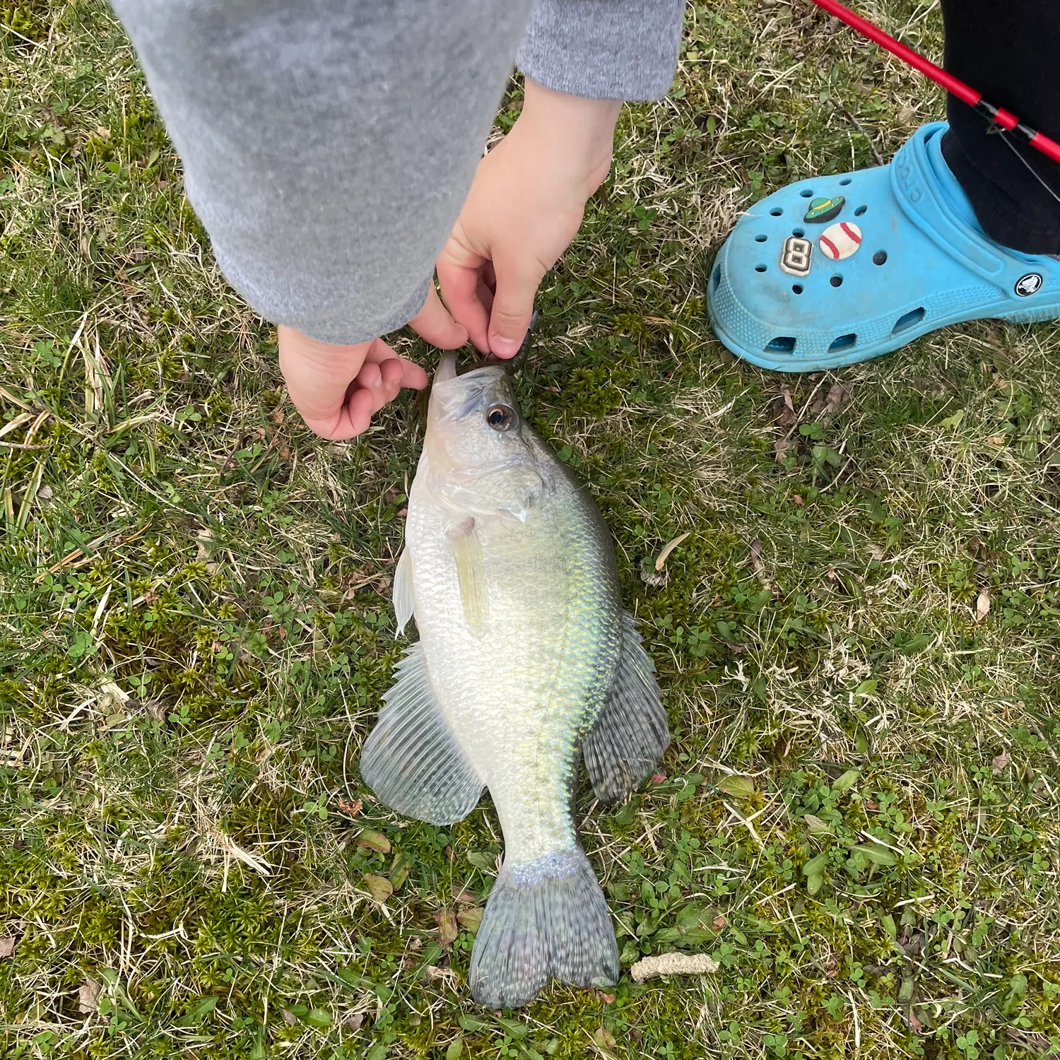 The most recent White crappie catches on Fishbrain