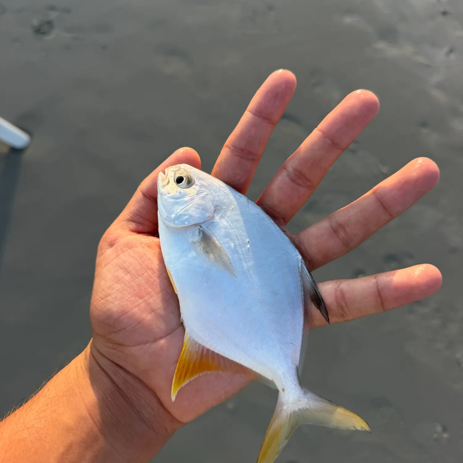 Florida pompano caught on Fishbrain