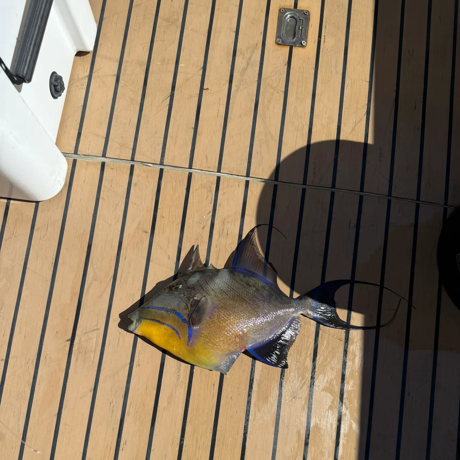 The most recent Queen triggerfish catches on Fishbrain
