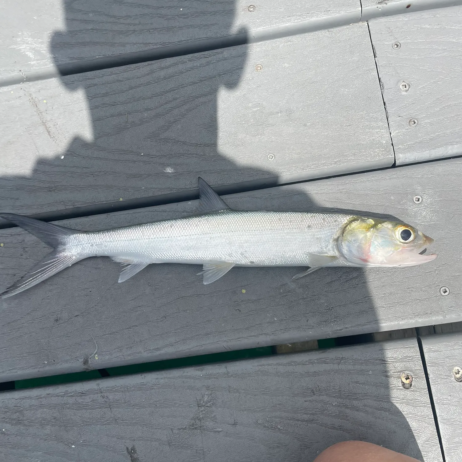 The most recent Ladyfish catches on Fishbrain