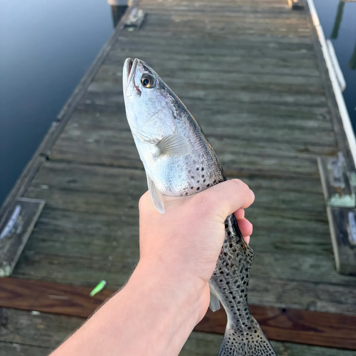 Spotted seatrout caught on Fishbrain