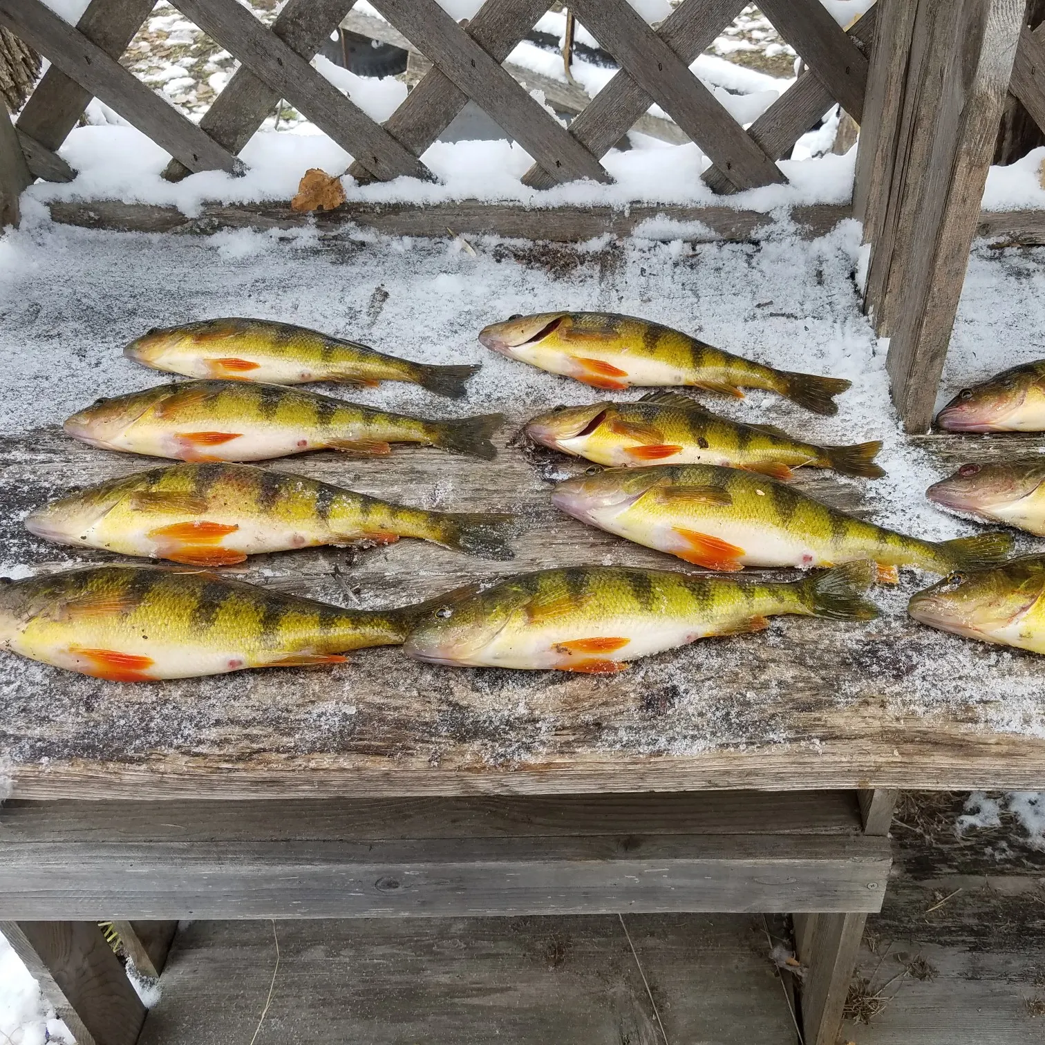 recently logged catches