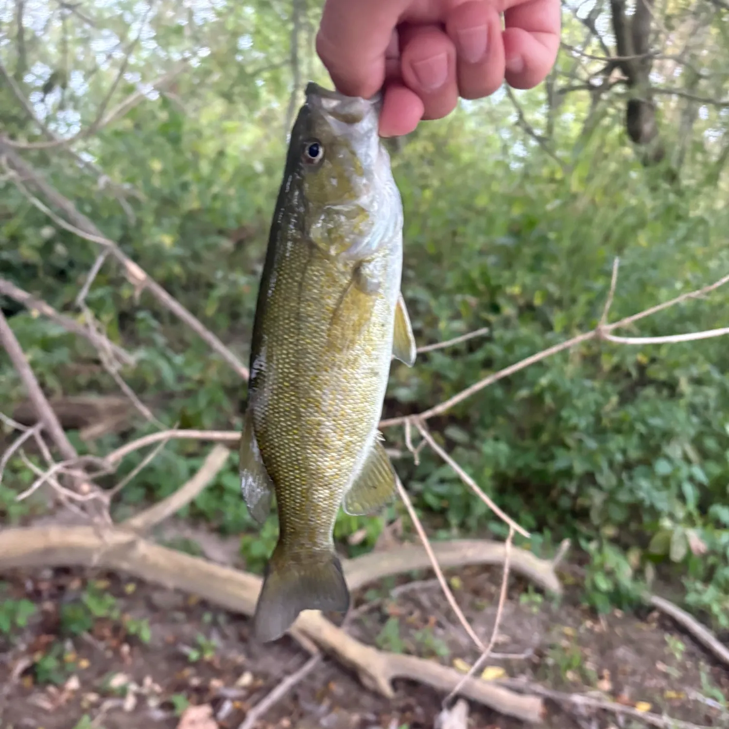 Smallmouth bass caught on Fishbrain