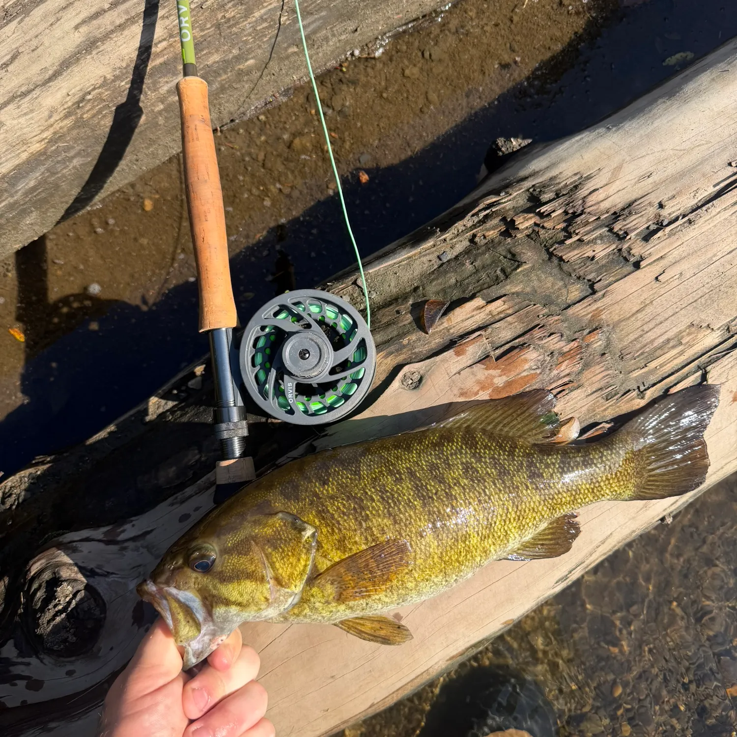Smallmouth bass caught on Fishbrain