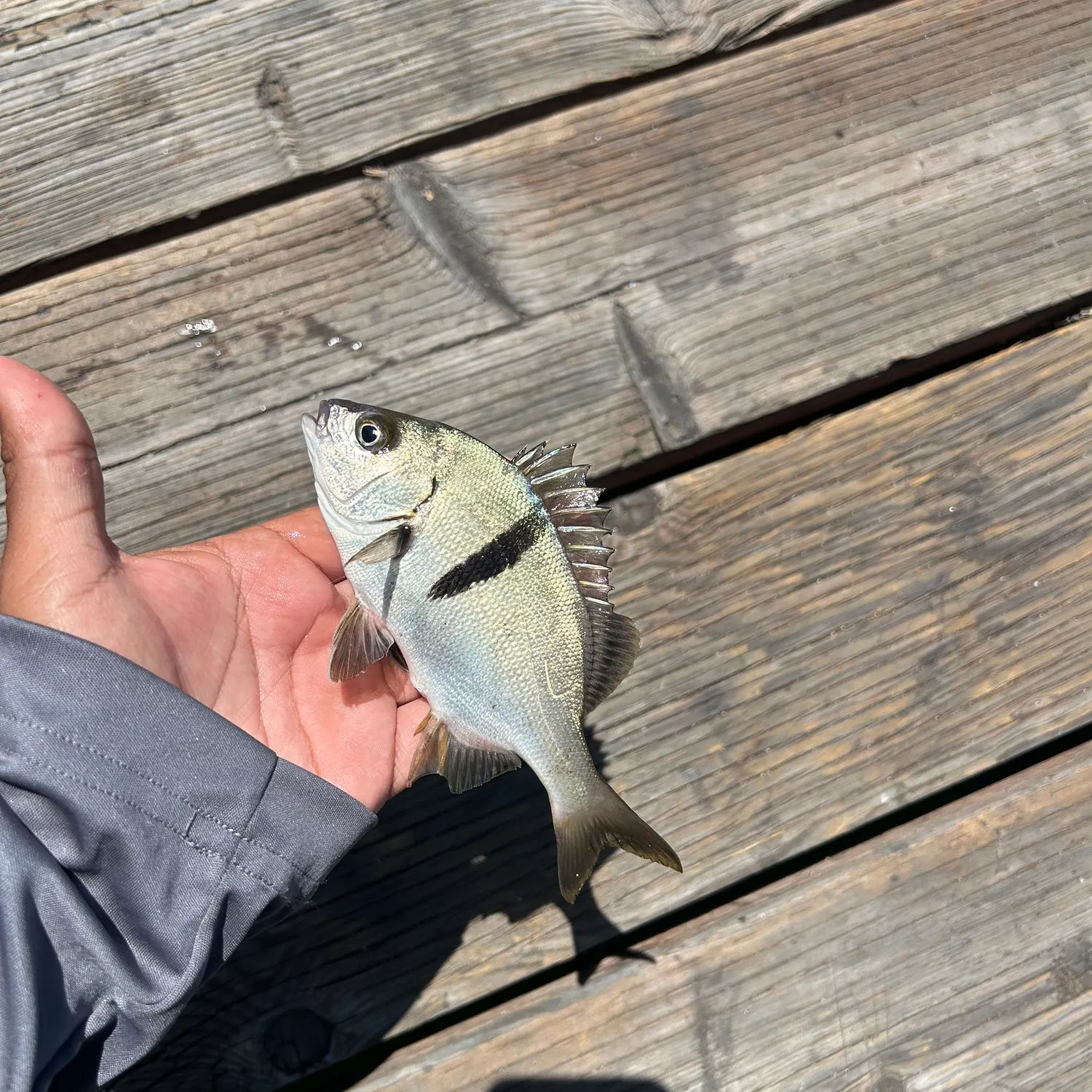 The most recent Sargo catches on Fishbrain