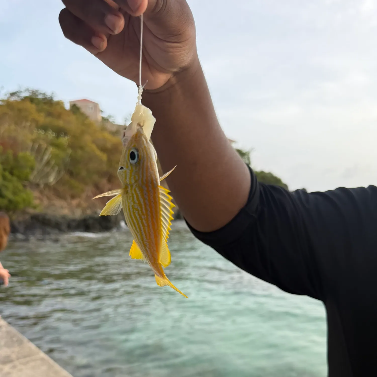 The most recent French grunt catches on Fishbrain