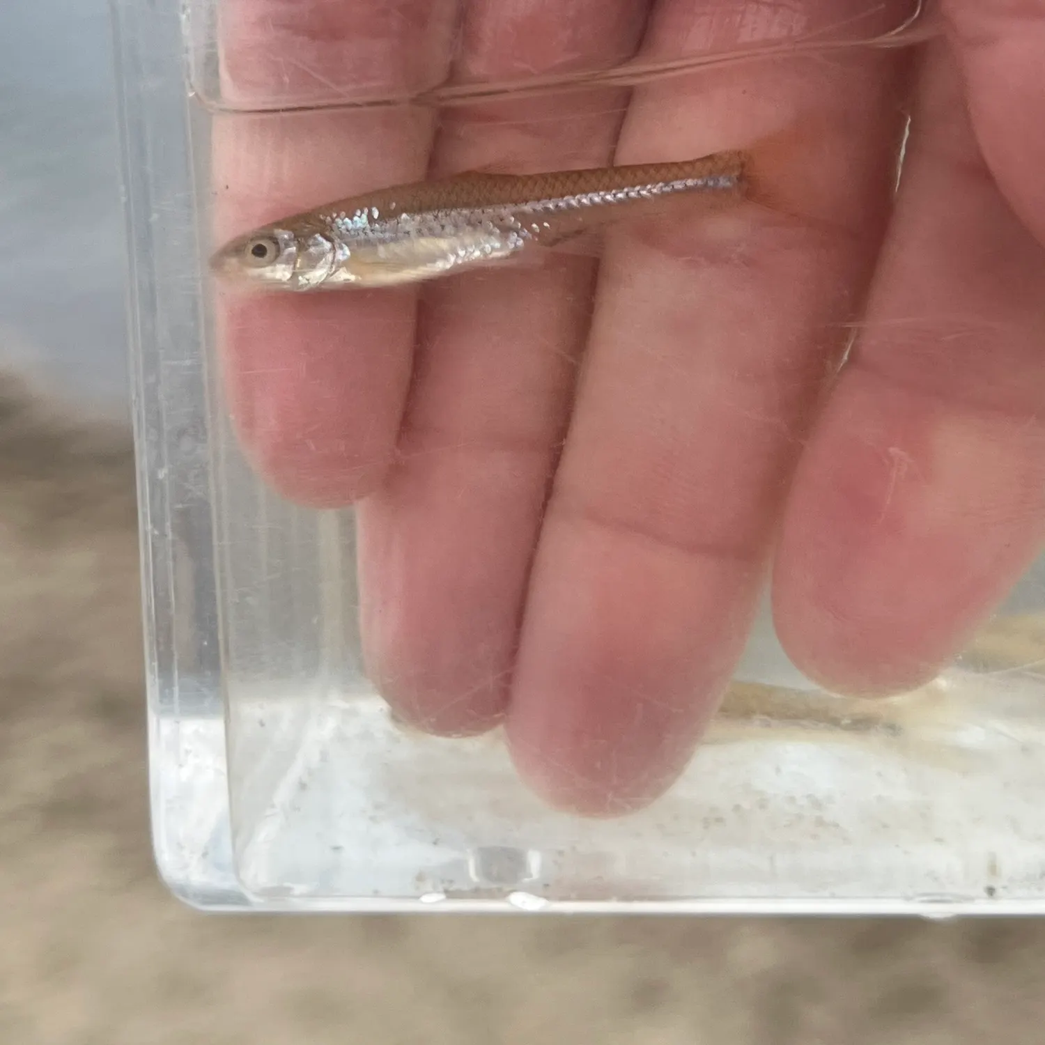 The most popular recent Bigmouth shiner catch on Fishbrain
