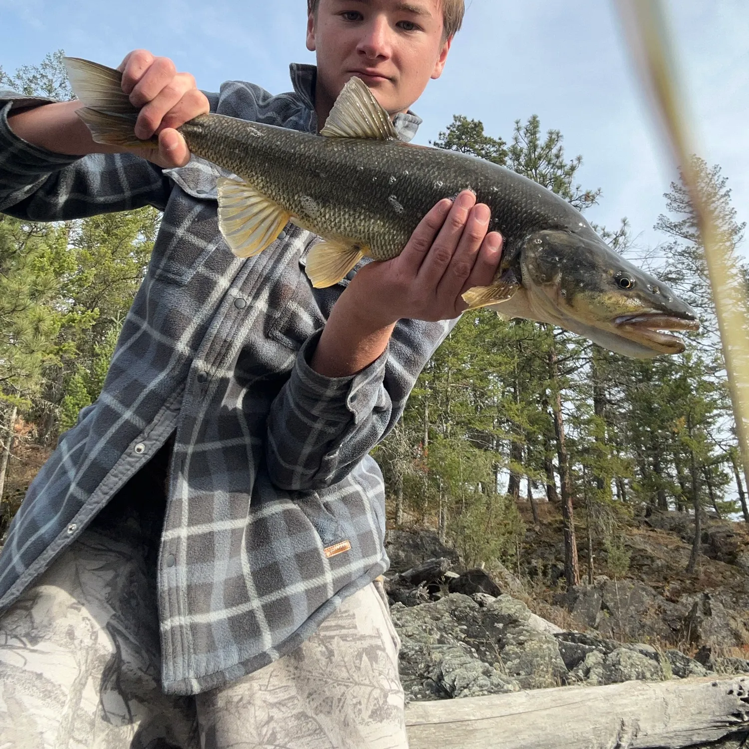 The most recent Northern pikeminnow catches on Fishbrain