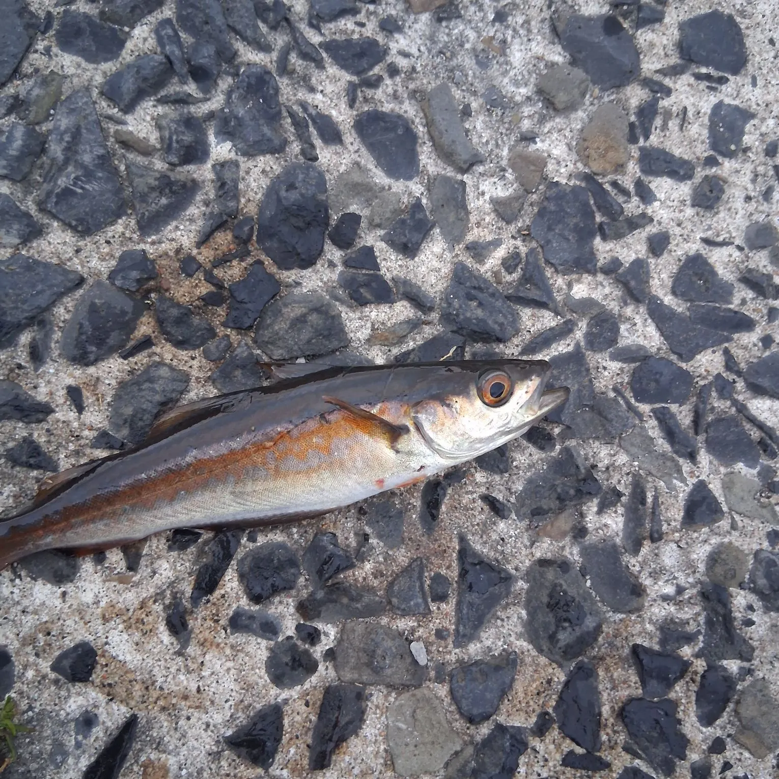 Pollack caught on Fishbrain