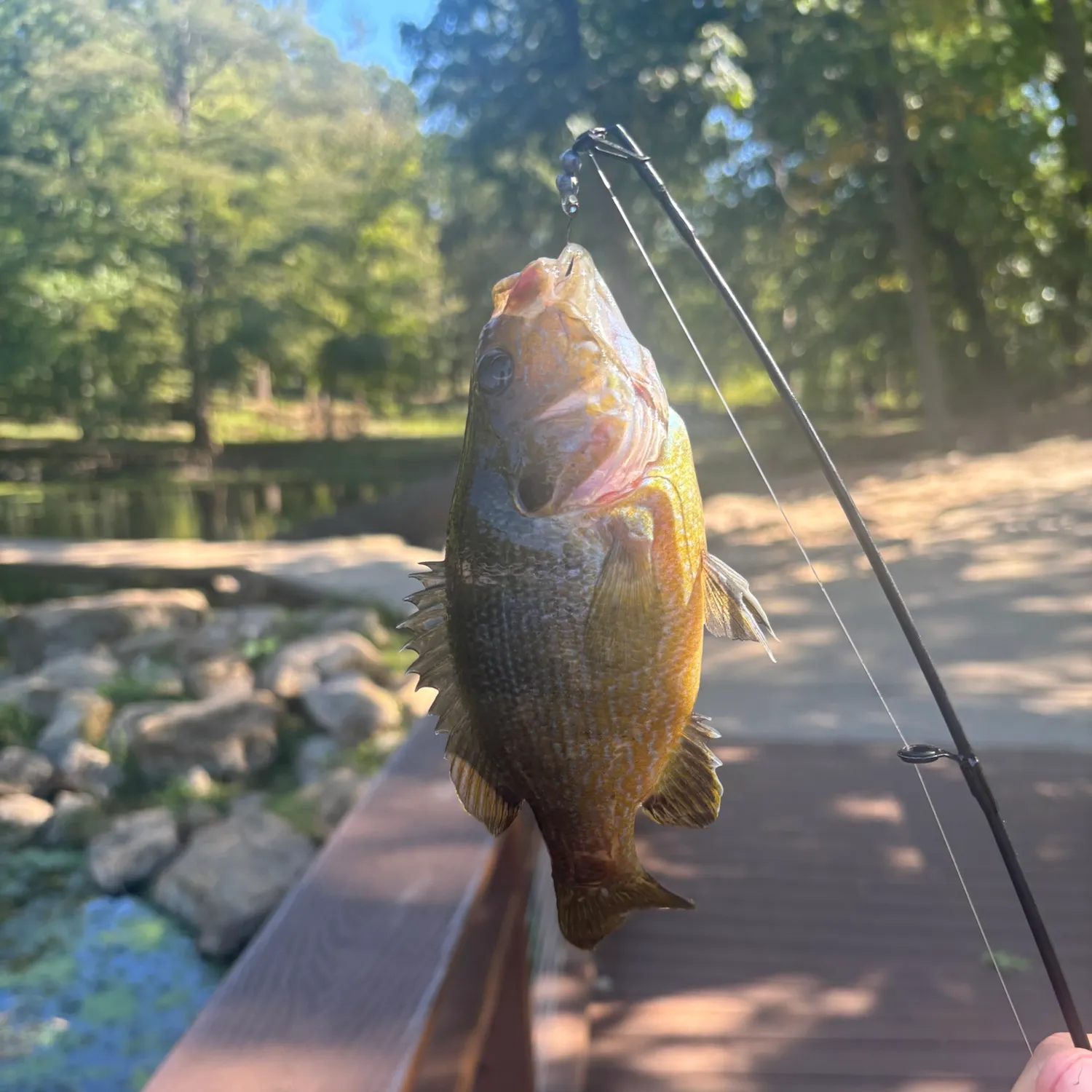 Green sunfish caught on Fishbrain