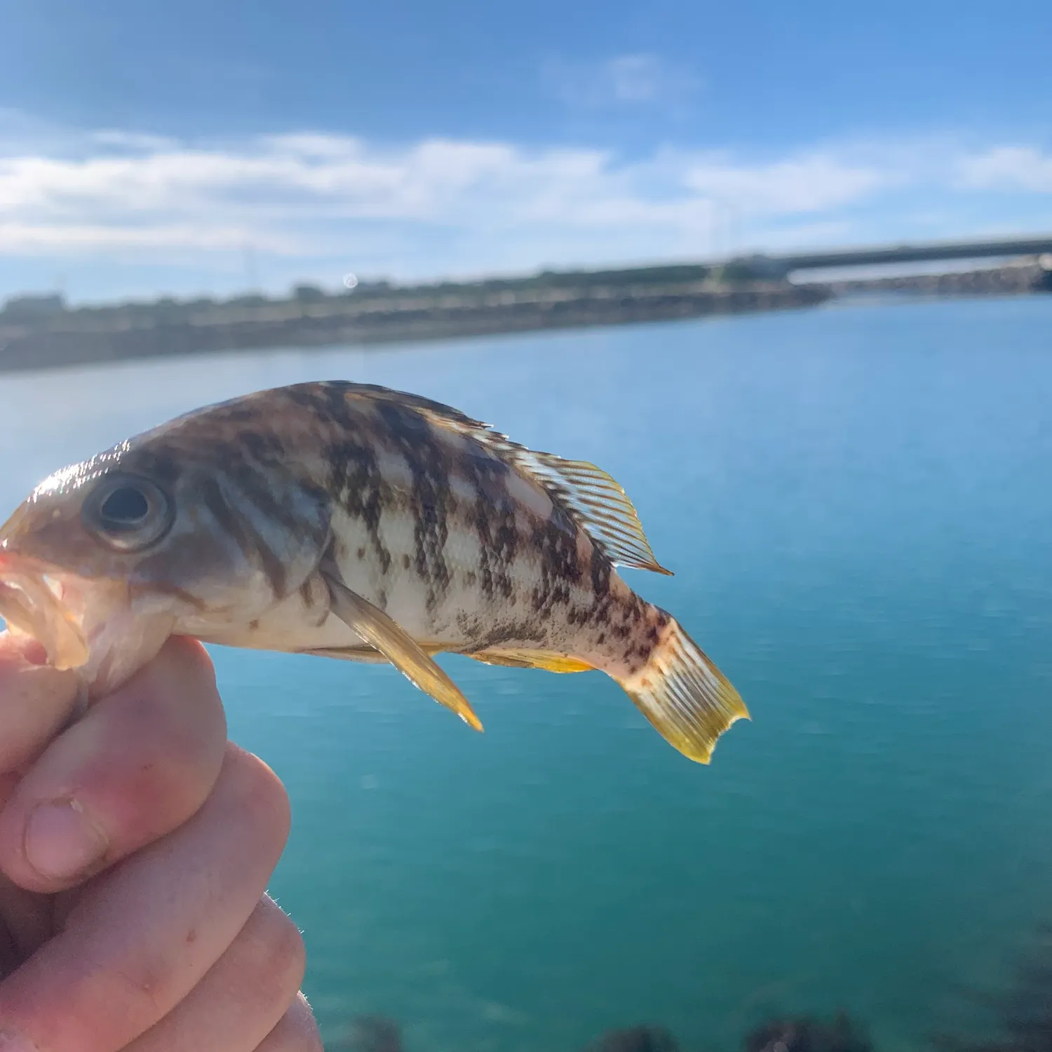 The most recent Kelp bass catches on Fishbrain