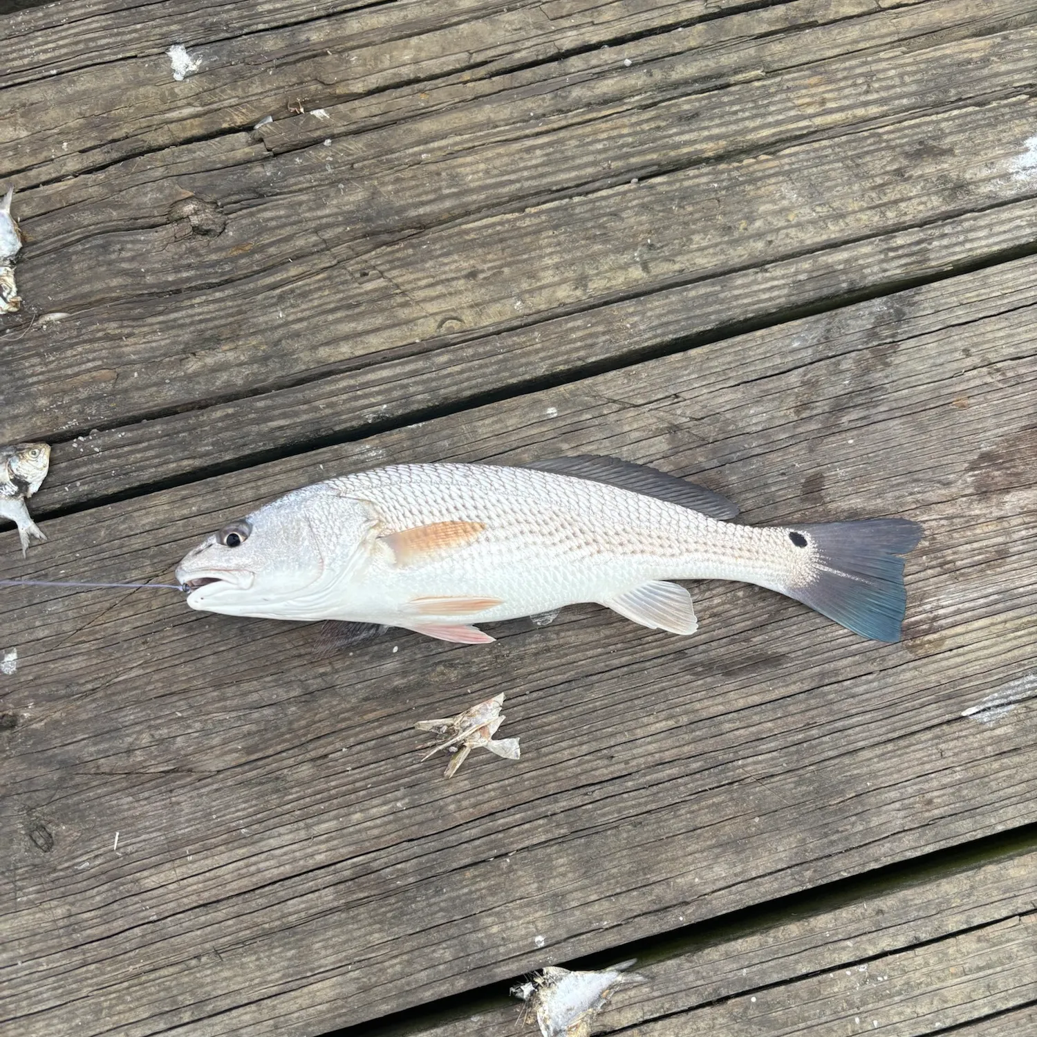 Red drum caught on Fishbrain