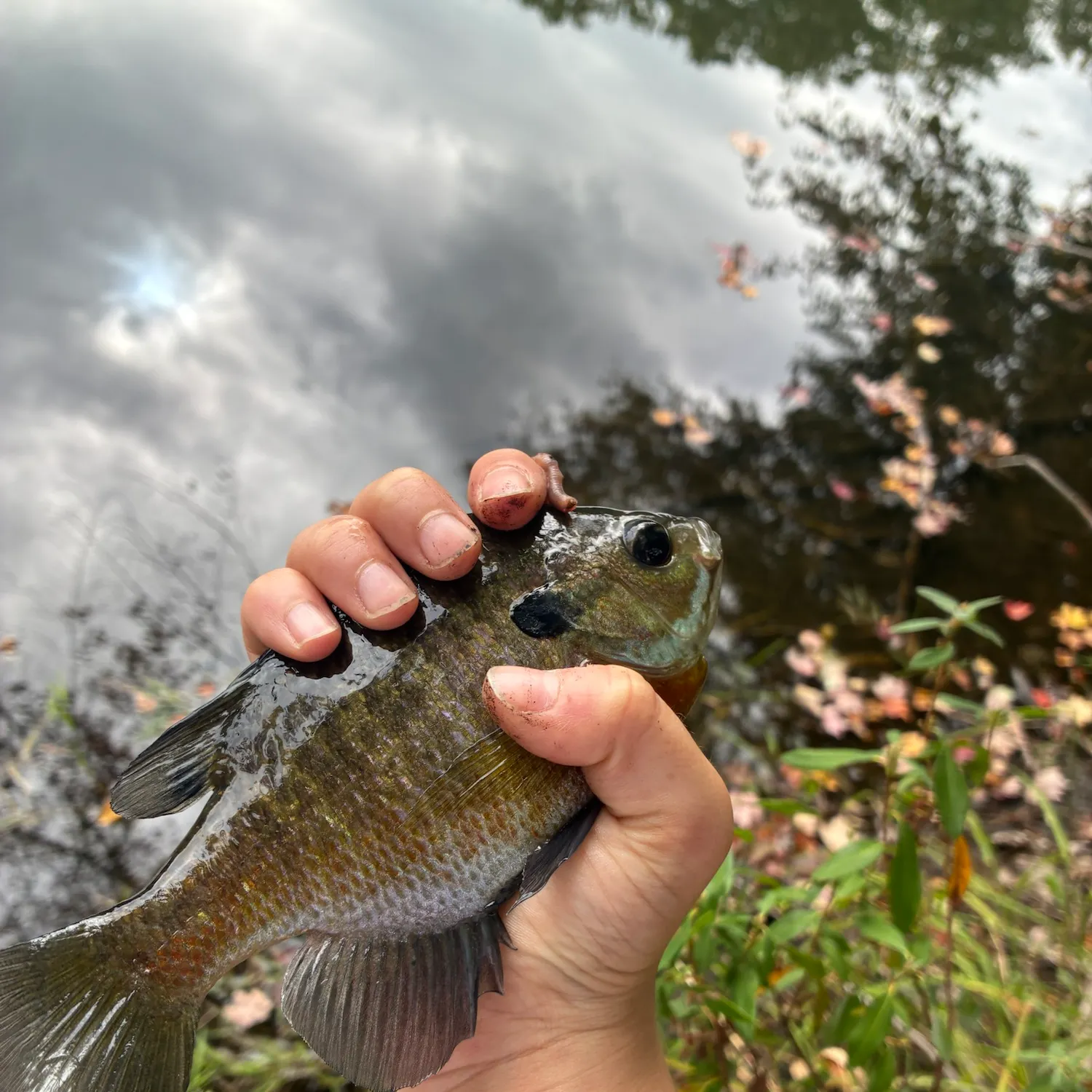 Bluegill caught on Fishbrain