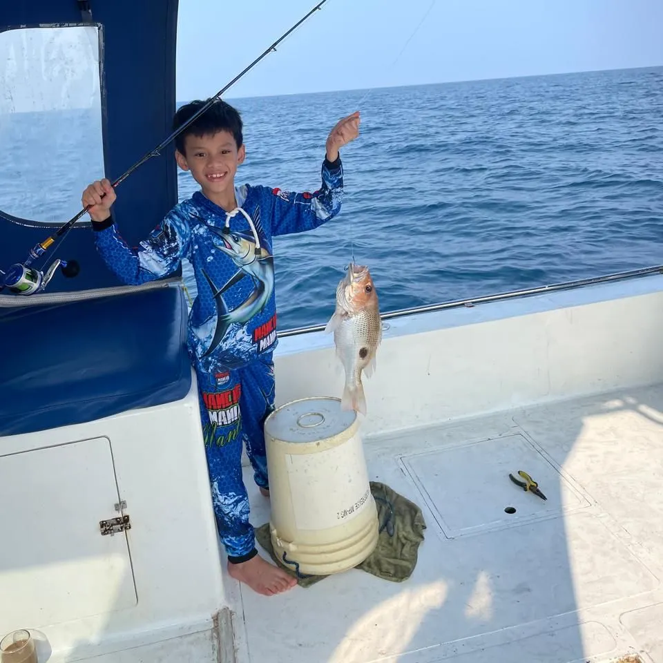 Spotted rose snapper caught on Fishbrain