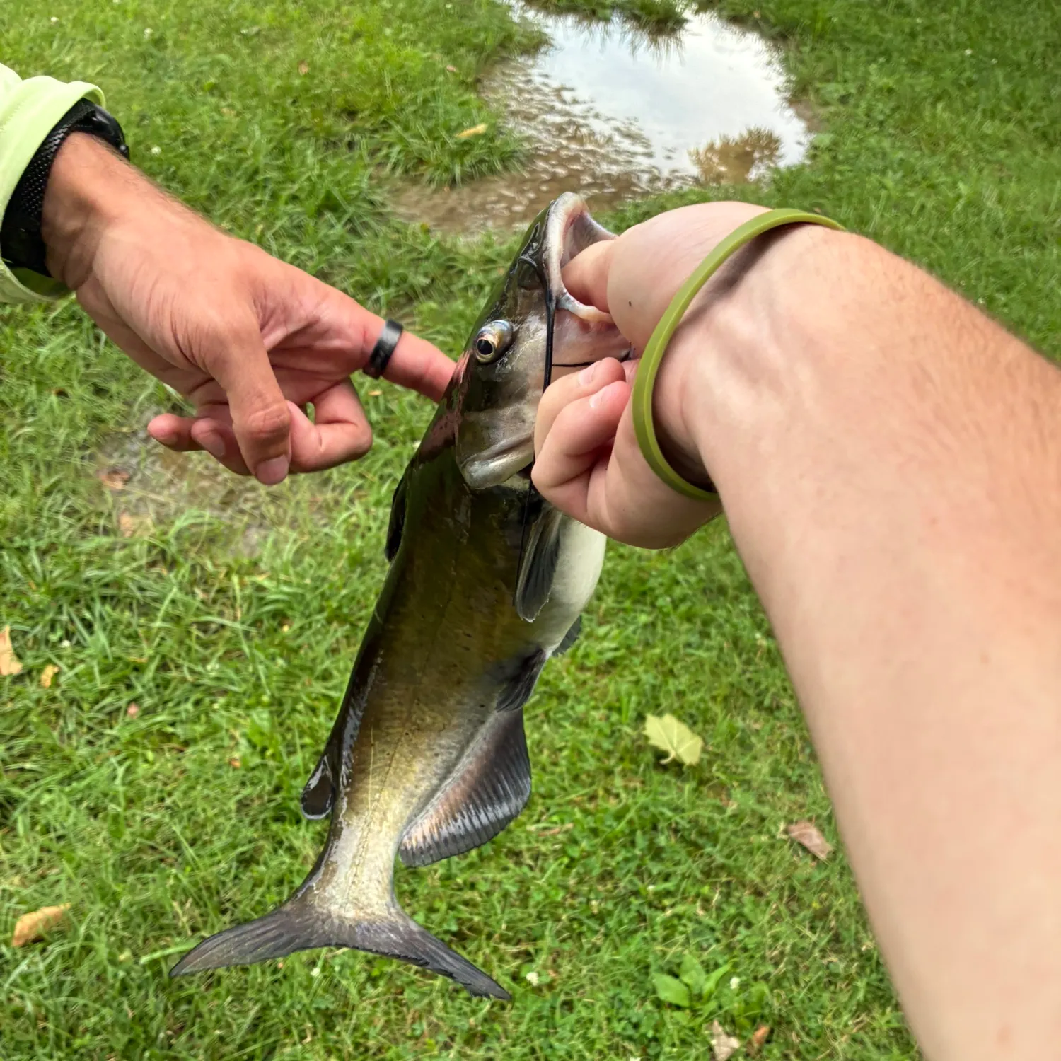 catch