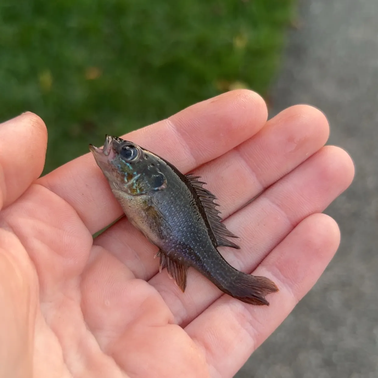 Green sunfish caught on Fishbrain