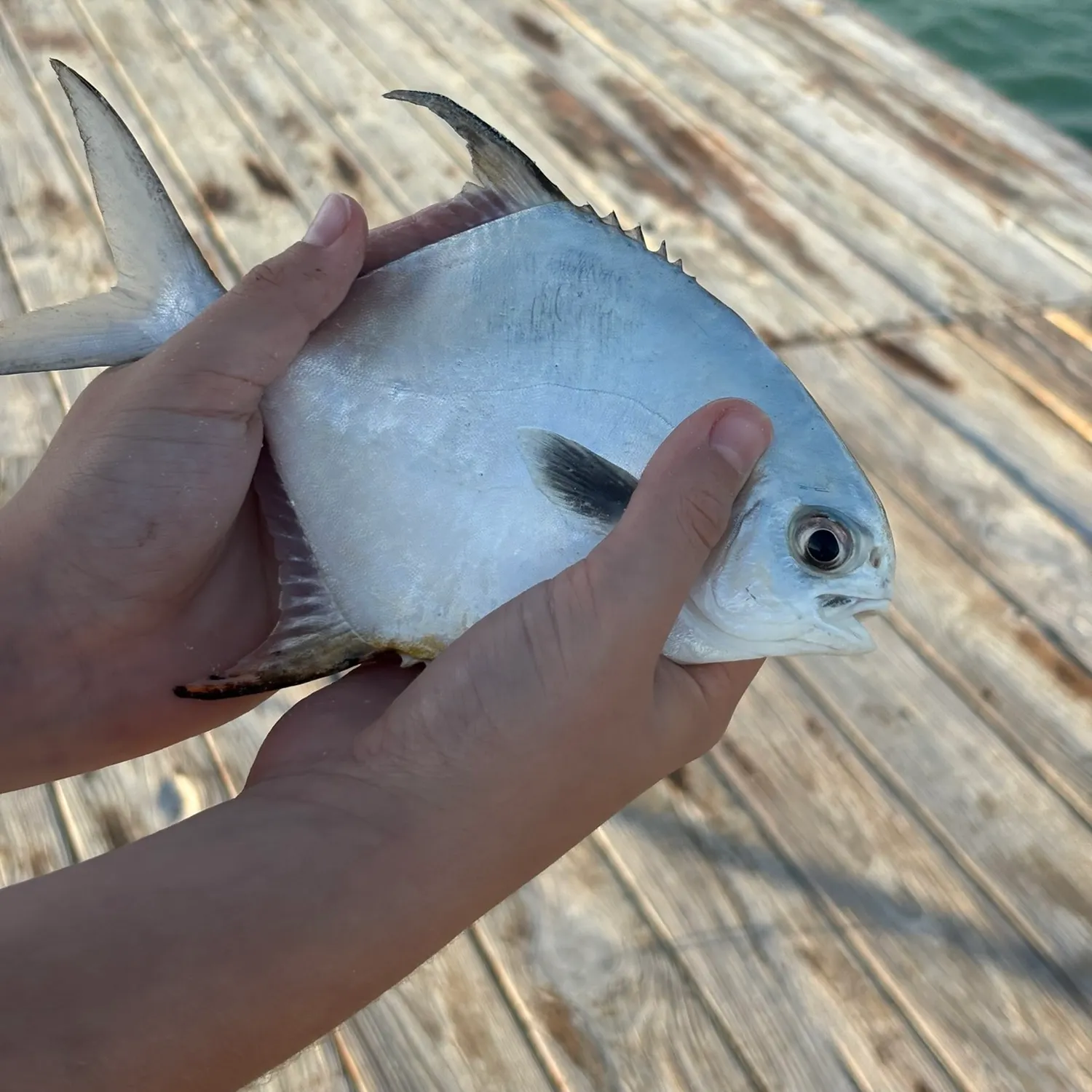 The most recent Permit catches on Fishbrain